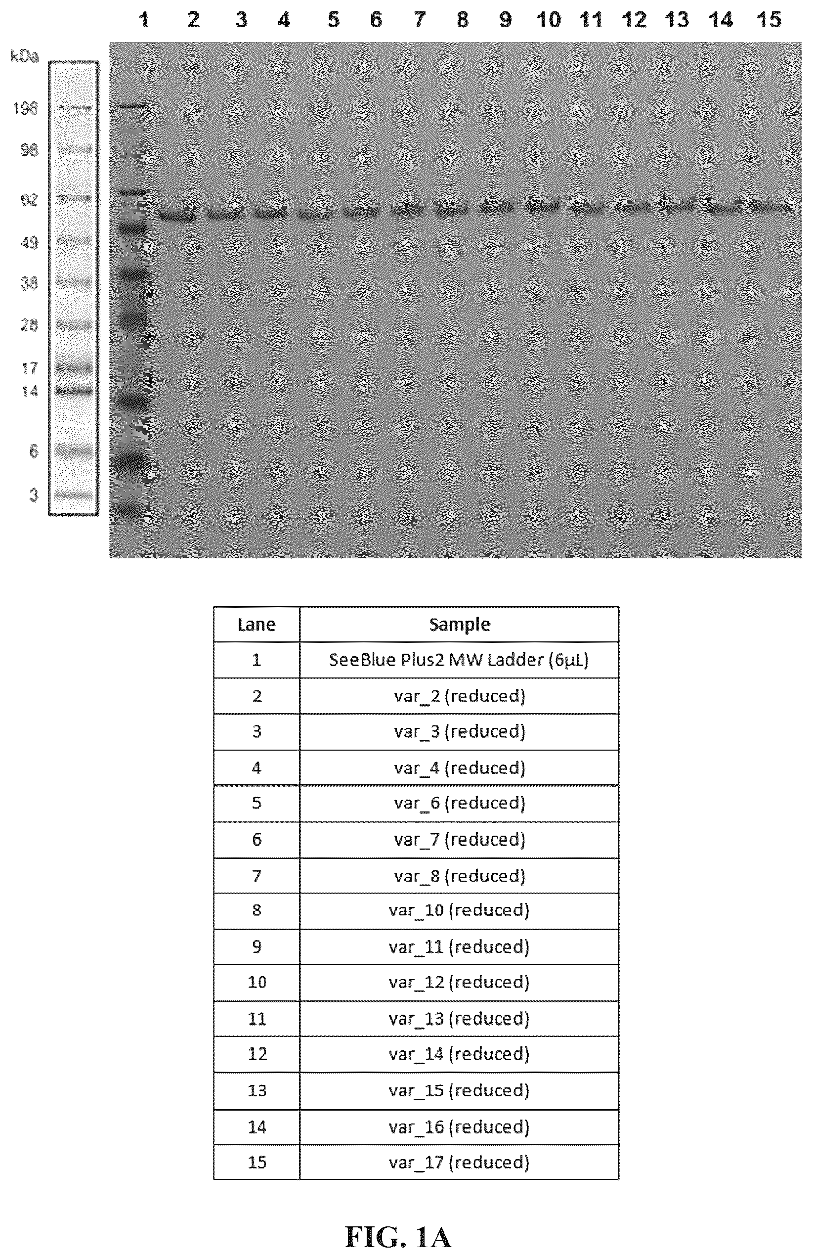 Patent US12312417 Figure 1 – Binding proteins 1