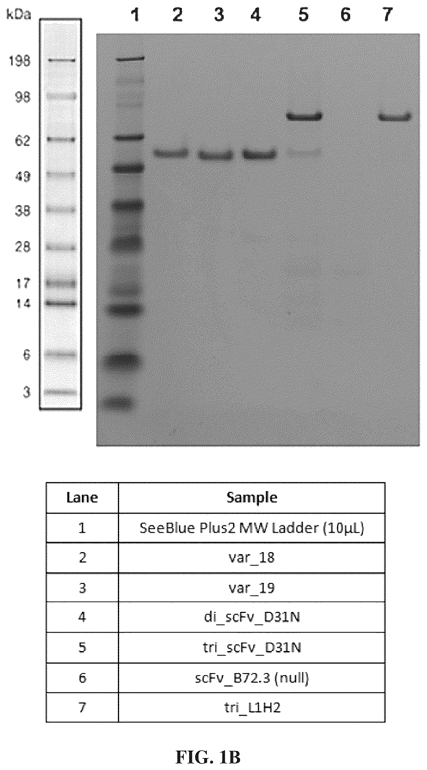 Patent US12312417 Figure 2 – Binding proteins 1