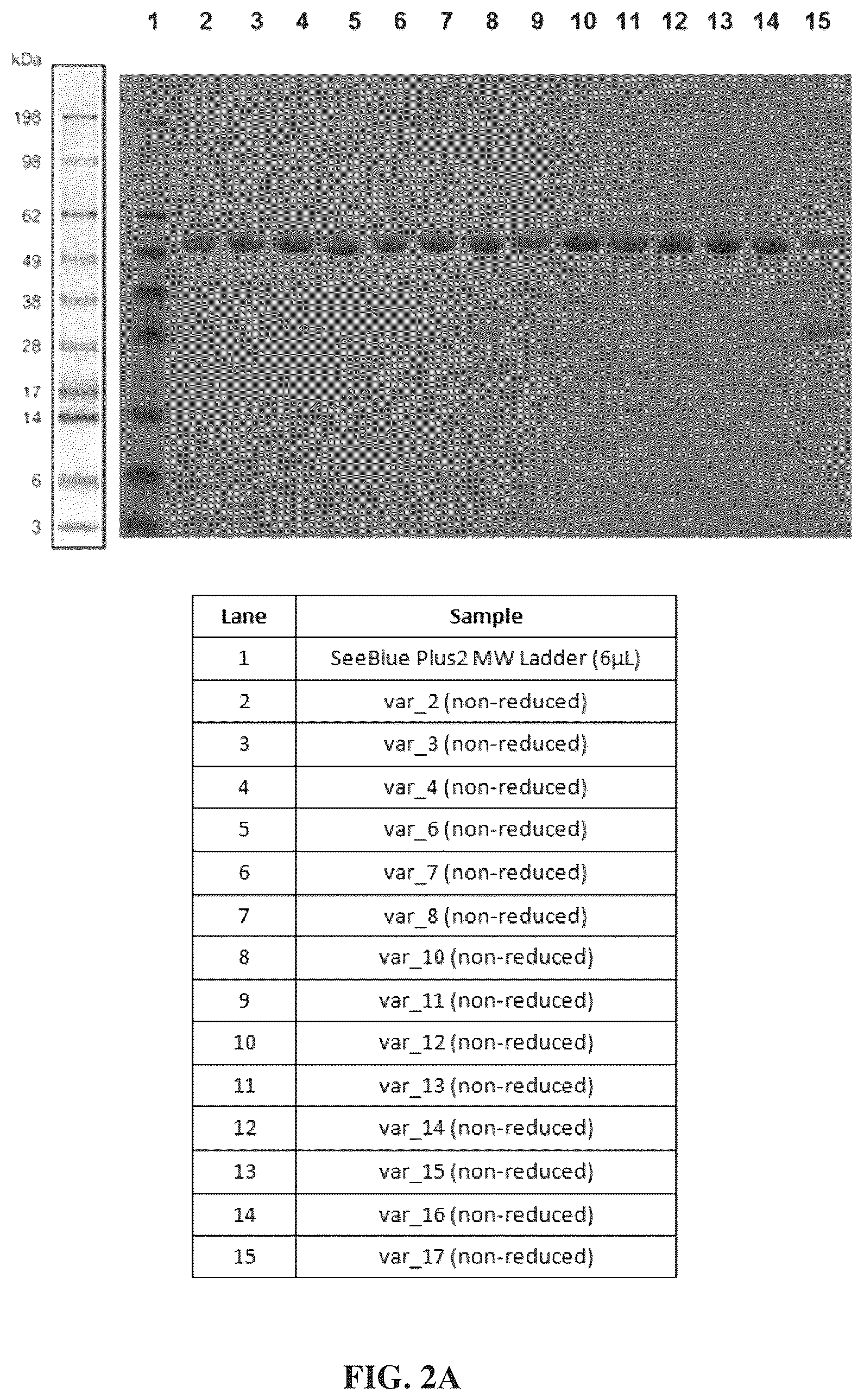 Patent US12312417 Figure 3 – Binding proteins 1
