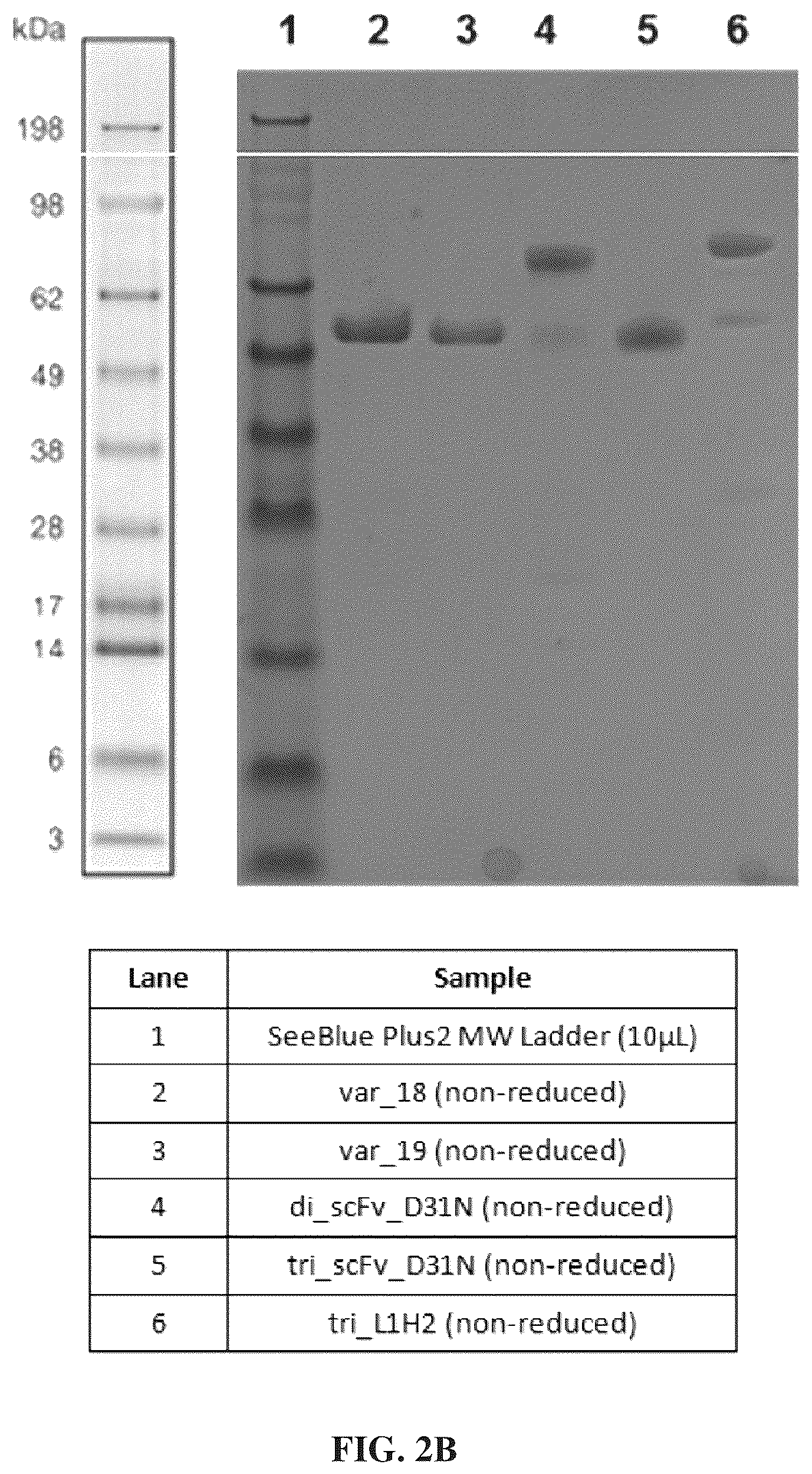 Patent US12312417 Figure 4 – Binding proteins 1