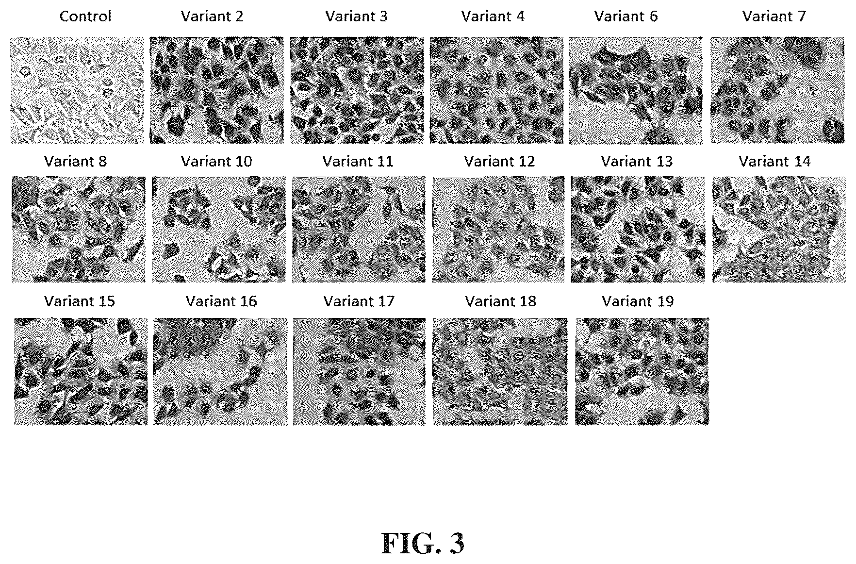 Patent US12312417 Figure 5 – Binding proteins 1