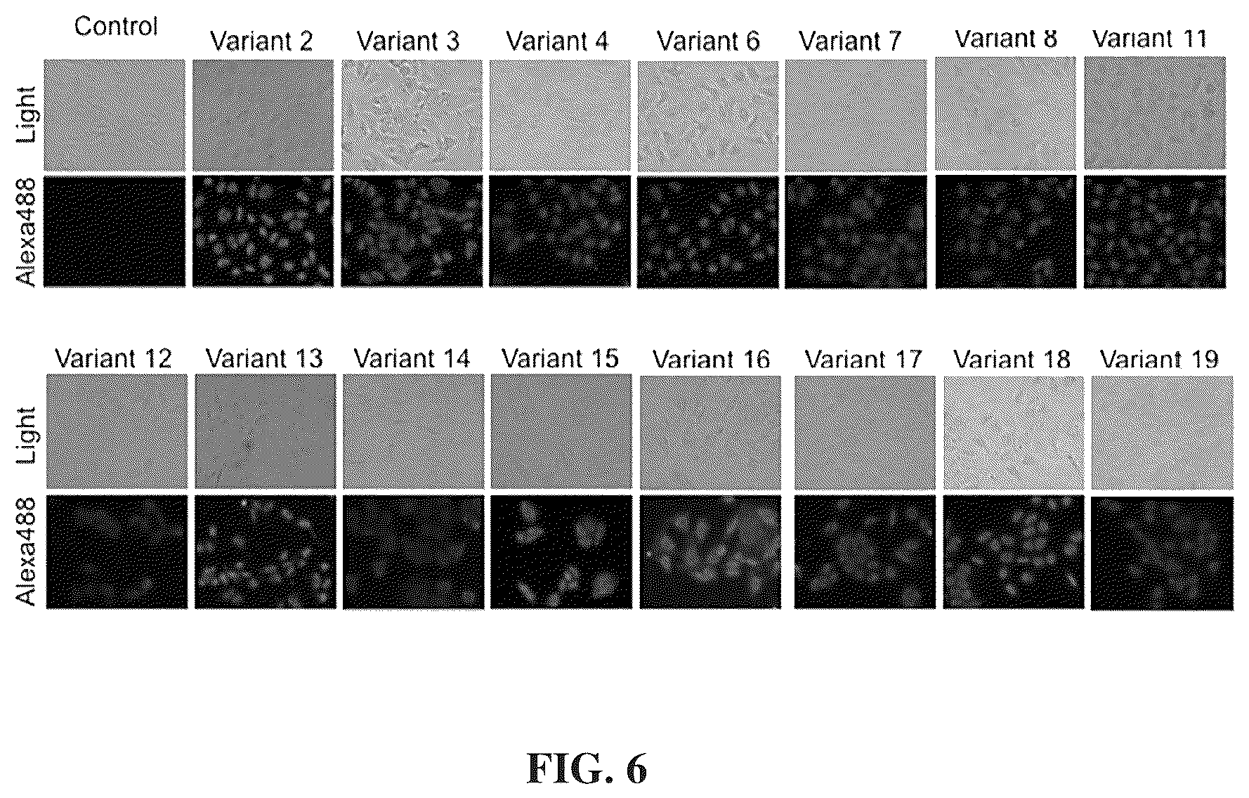 Patent US12312417 Figure 12 – Binding proteins 1