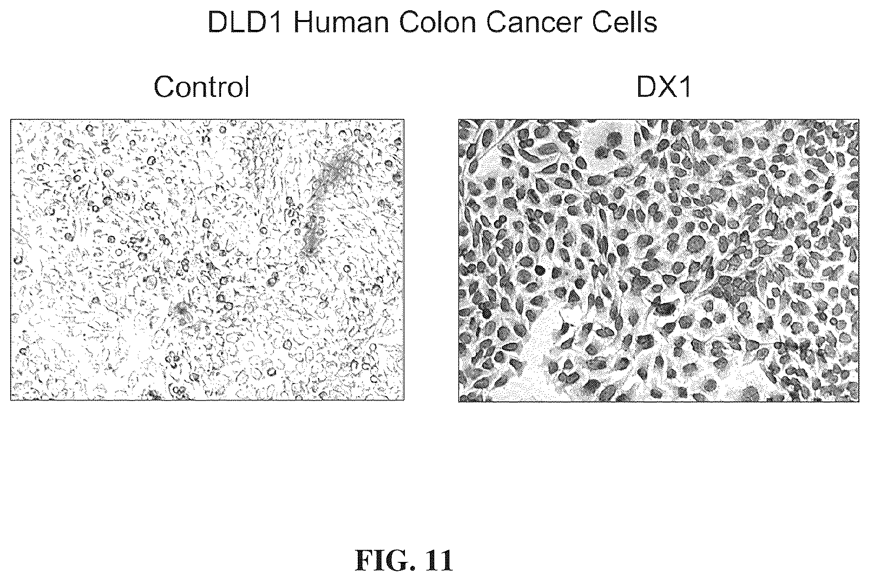 Patent US12312417 Figure 17 – Binding proteins 1
