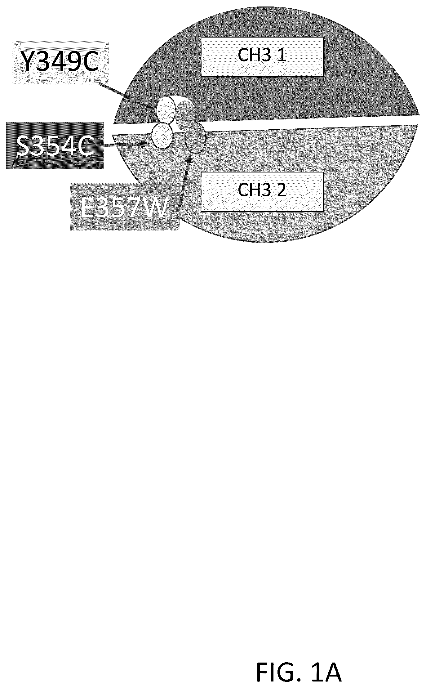 Patent US12312418 Figure 1 – Orthogonal mutations for heterodimerization