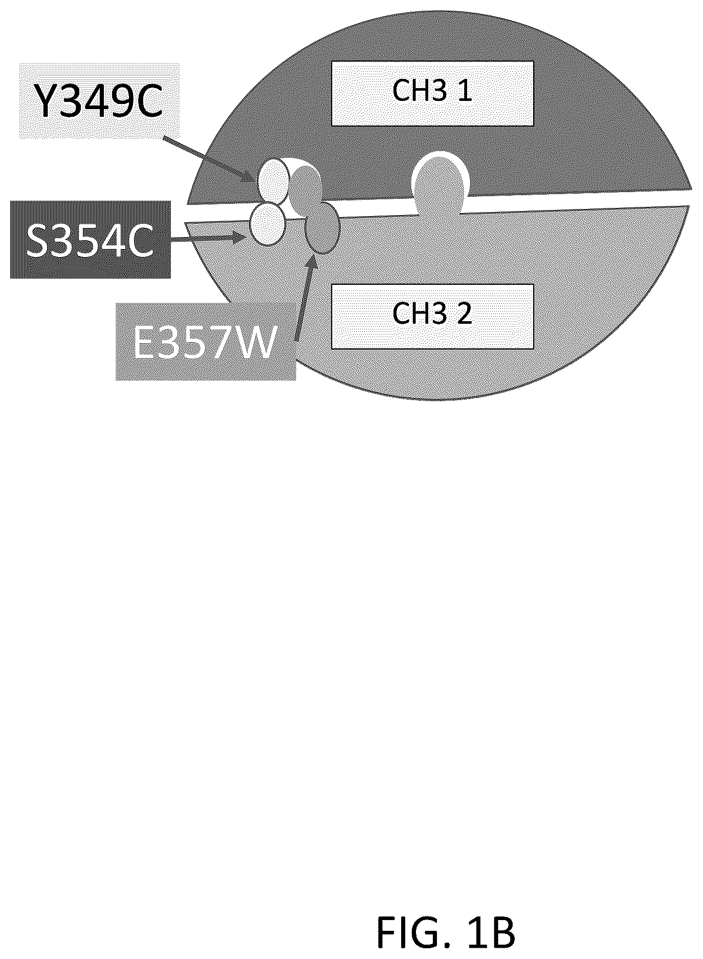 Patent US12312418 Figure 2 – Orthogonal mutations for heterodimerization