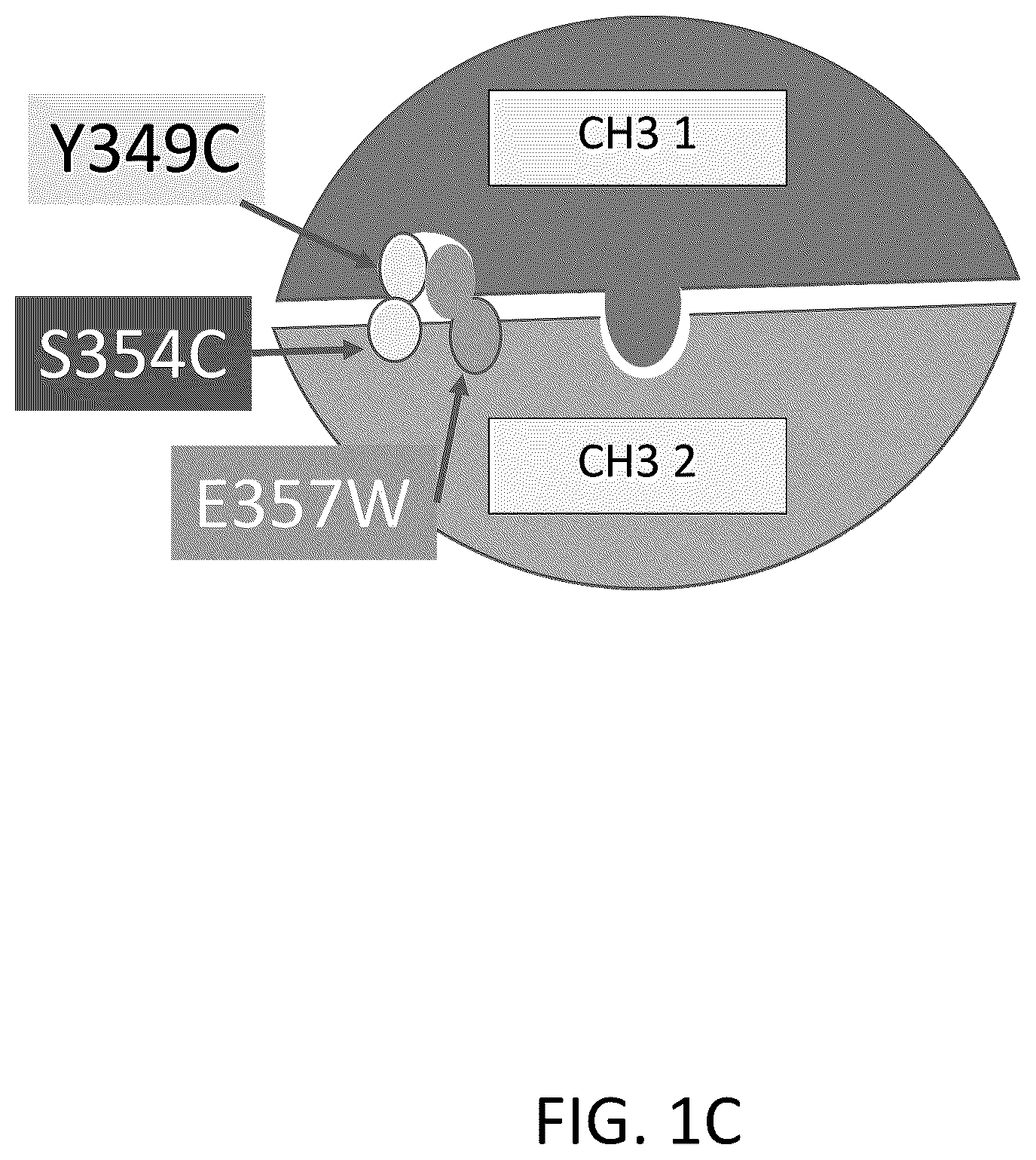 Patent US12312418 Figure 3 – Orthogonal mutations for heterodimerization