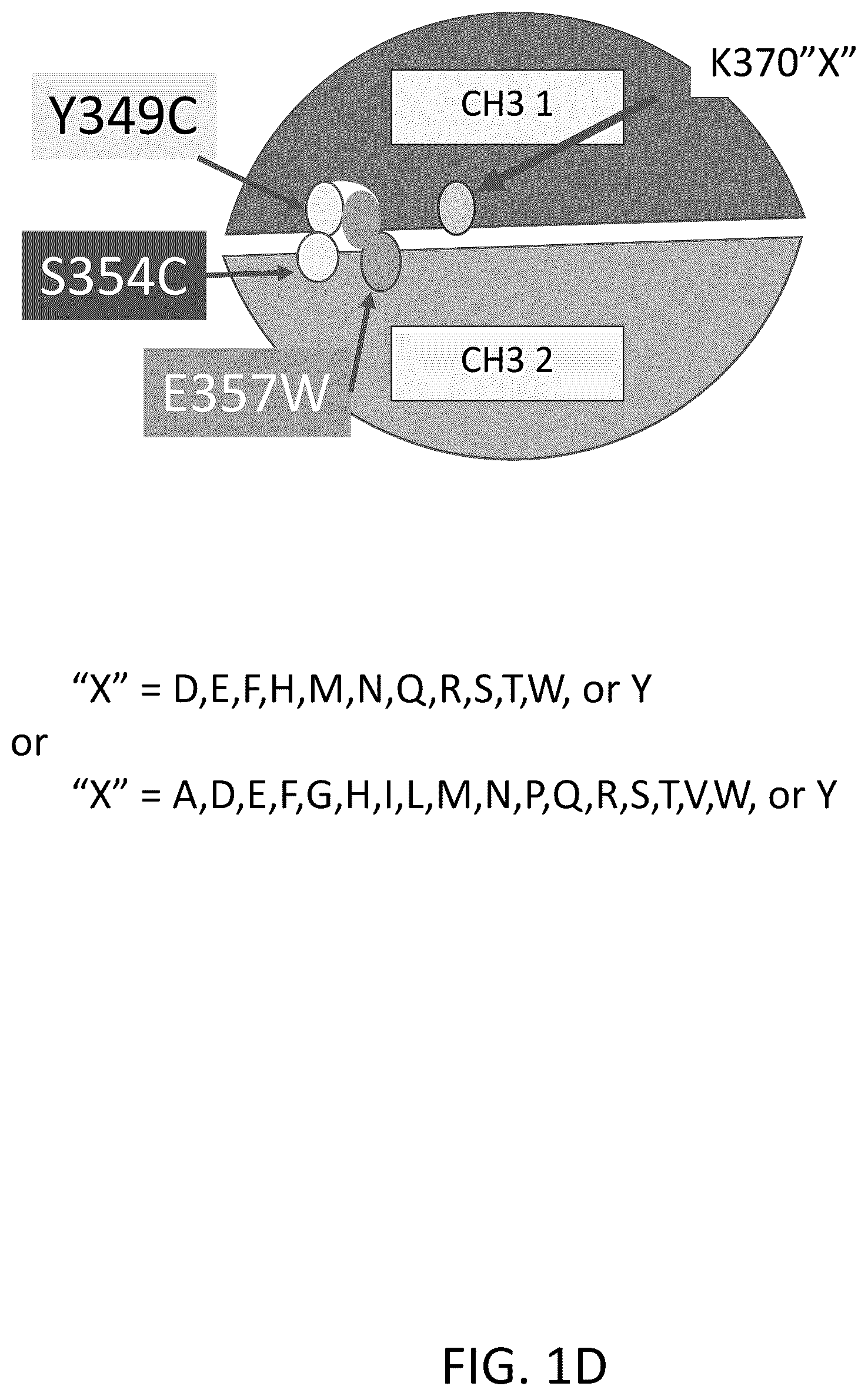 Patent US12312418 Figure 4 – Orthogonal mutations for heterodimerization