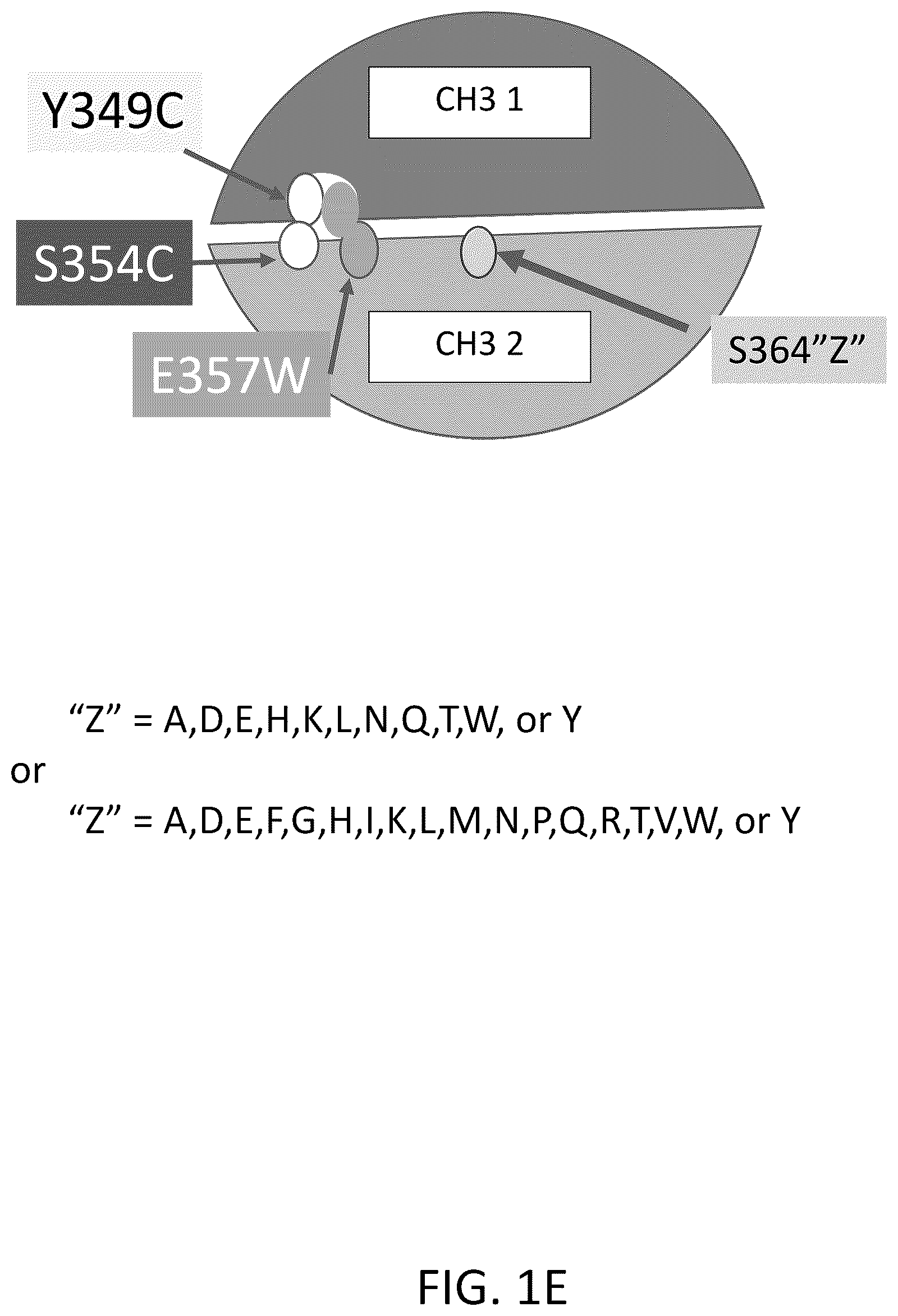Patent US12312418 Figure 5 – Orthogonal mutations for heterodimerization