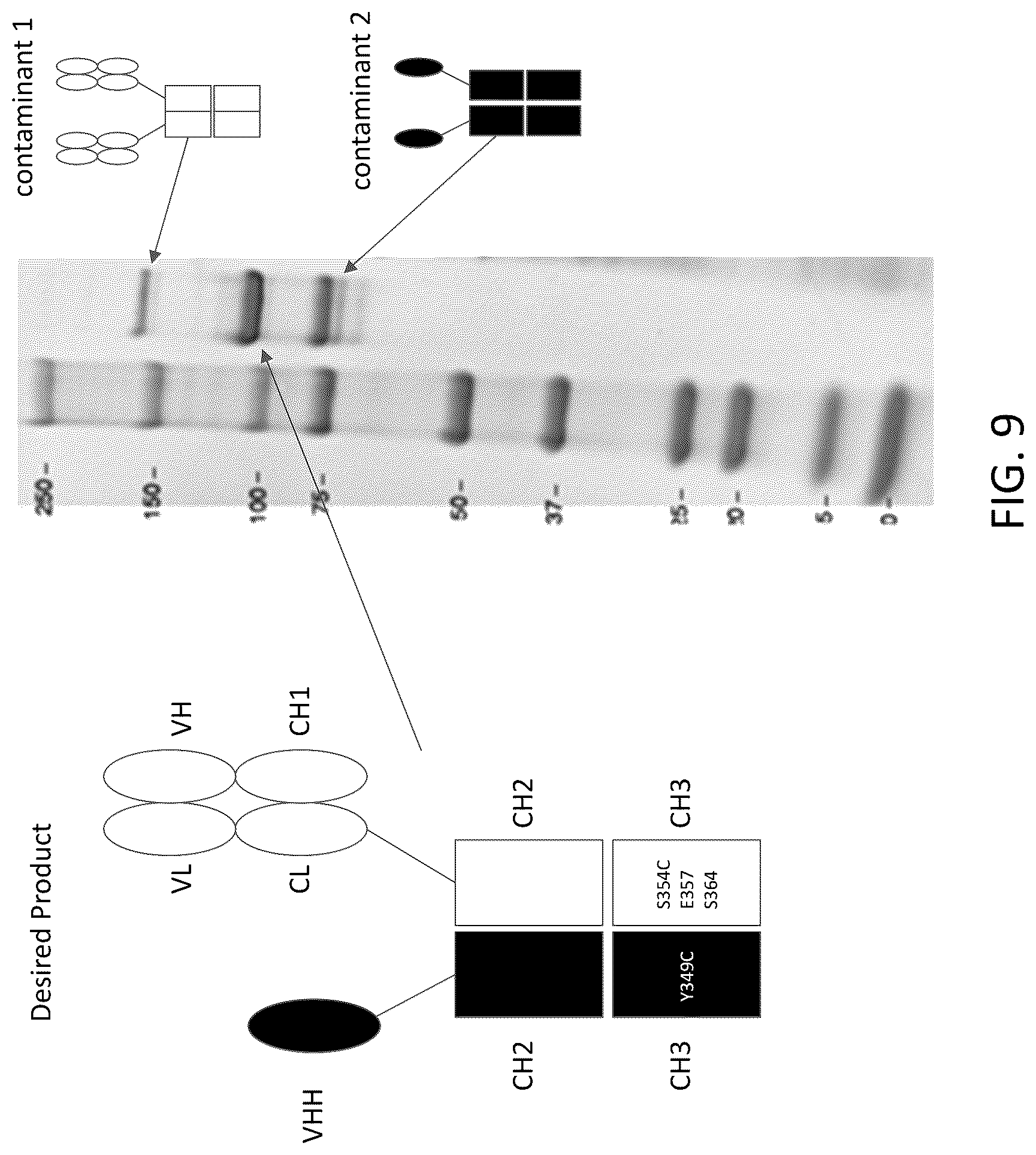 Patent US12312418 Figure 16 – Orthogonal mutations for heterodimerization