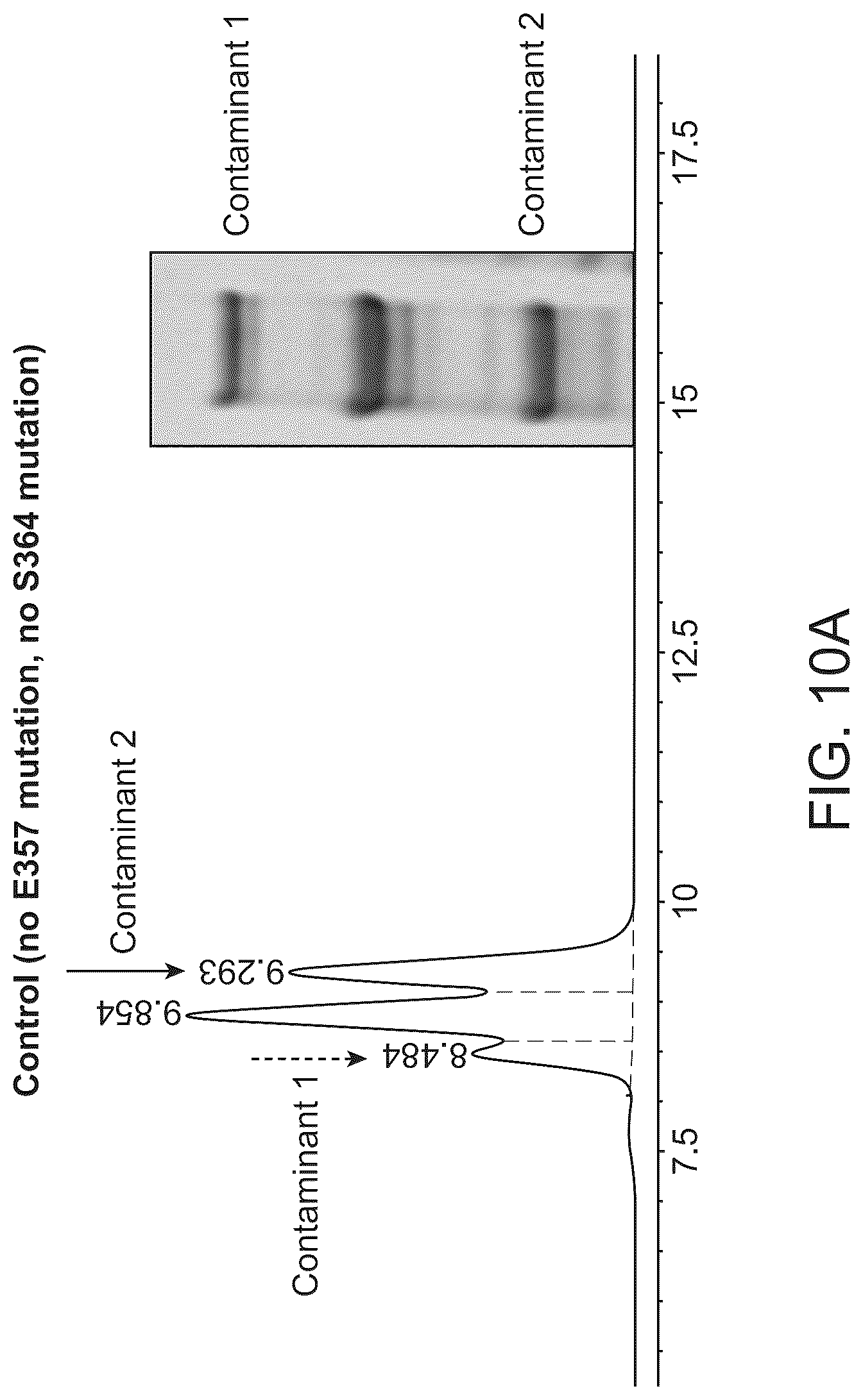 Patent US12312418 Figure 17 – Orthogonal mutations for heterodimerization