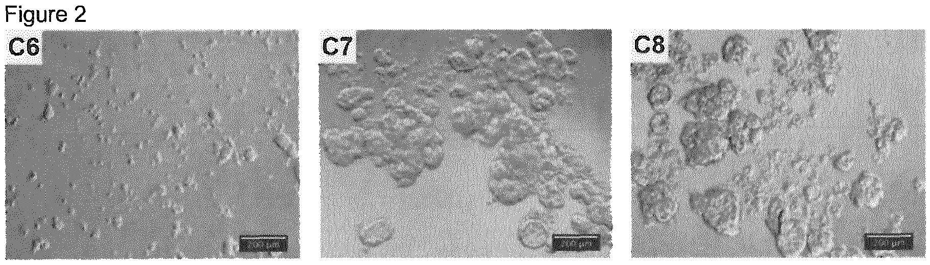 Patent US12312572 Figure 2 – Devices for cultivating cells coated with a copolymer of polyethyleneglykol (meth)acrylate