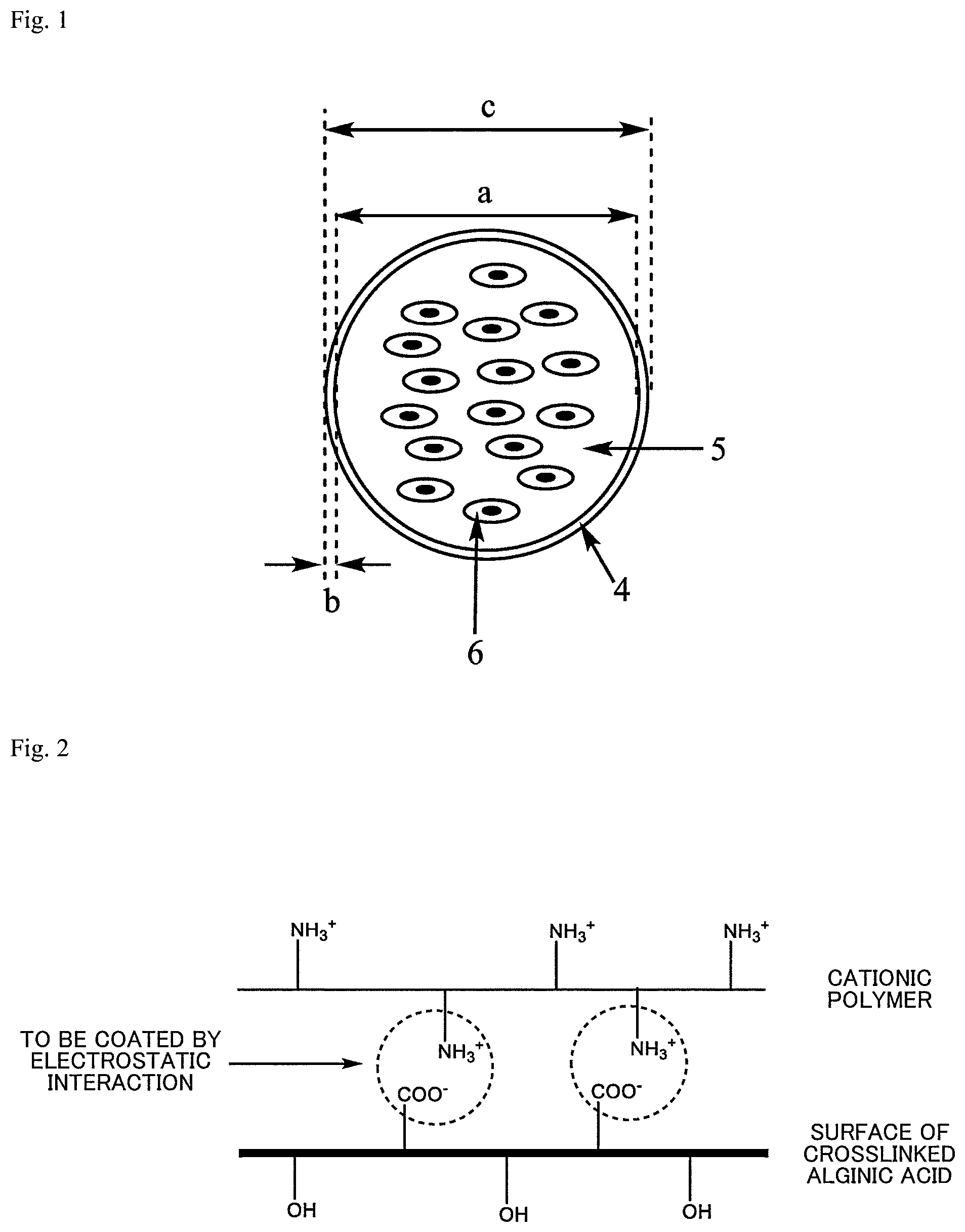 Patent US12312574 Figure 1 – Polymer-coated crosslinked alginate gel fiber