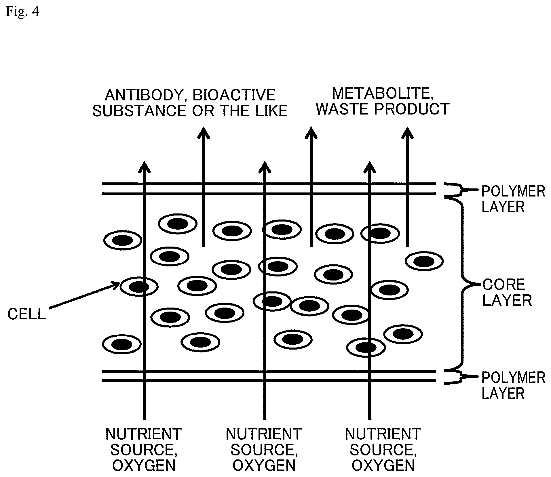 Patent US12312574 Figure 3 – Polymer-coated crosslinked alginate gel fiber