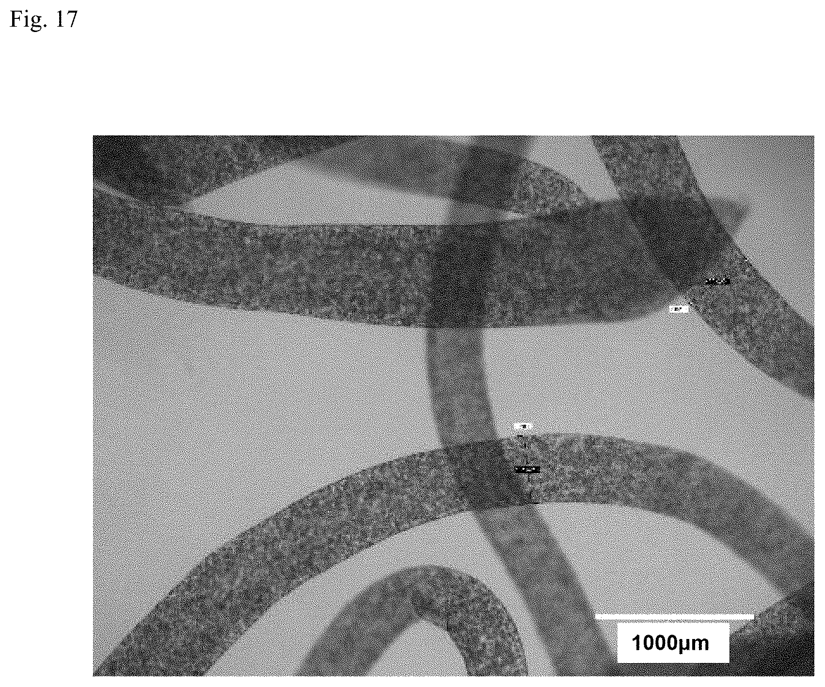 Patent US12312574 Figure 14 – Polymer-coated crosslinked alginate gel fiber
