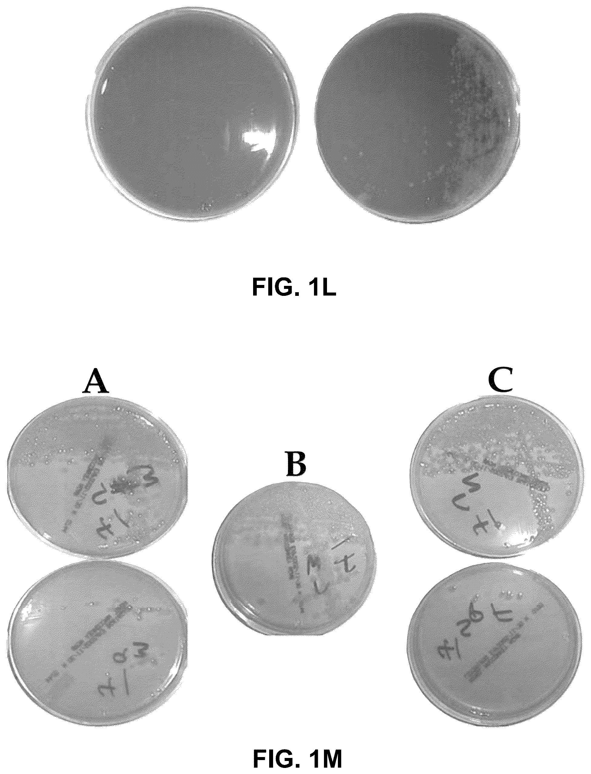 Patent US12312579 Figure 9 – Method for culturing H. pylori for future testing