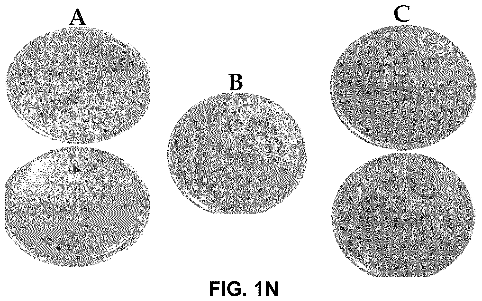 Patent US12312579 Figure 10 – Method for culturing H. pylori for future testing