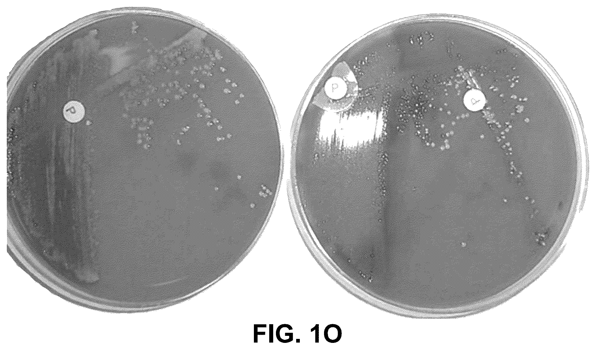 Patent US12312579 Figure 11 – Method for culturing H. pylori for future testing
