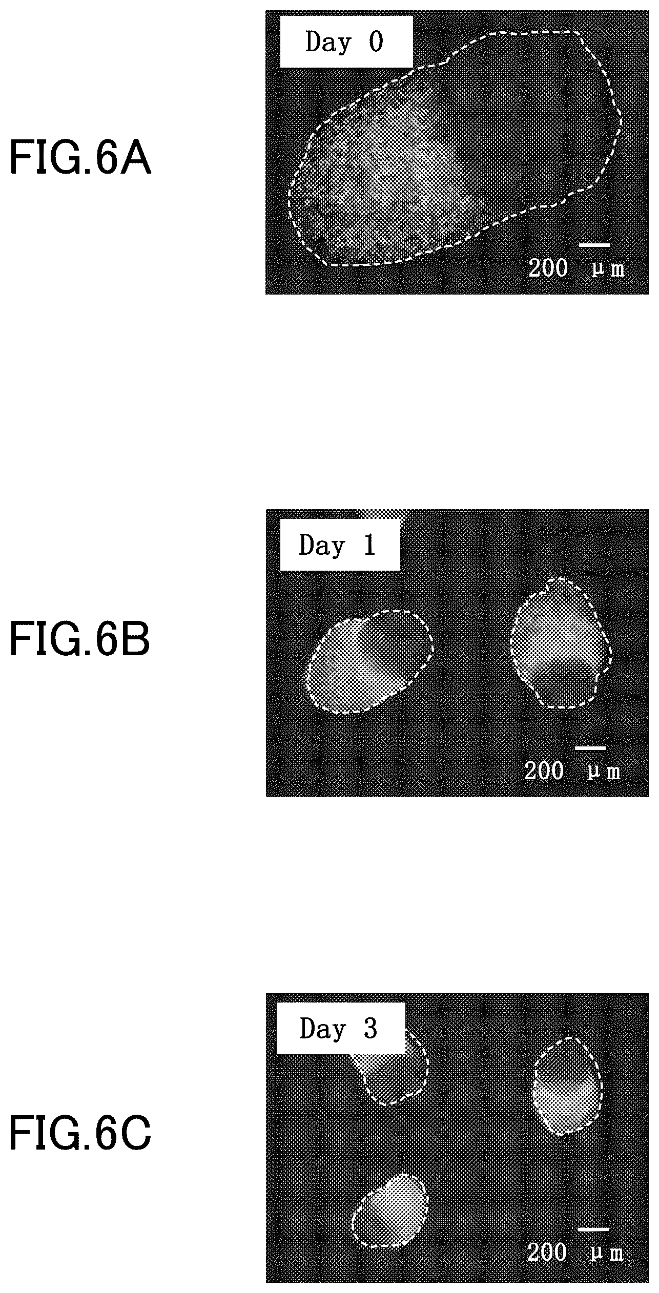 Patent US12312581 Figure 6 – Cell-containing hydrogel body and method for producing same