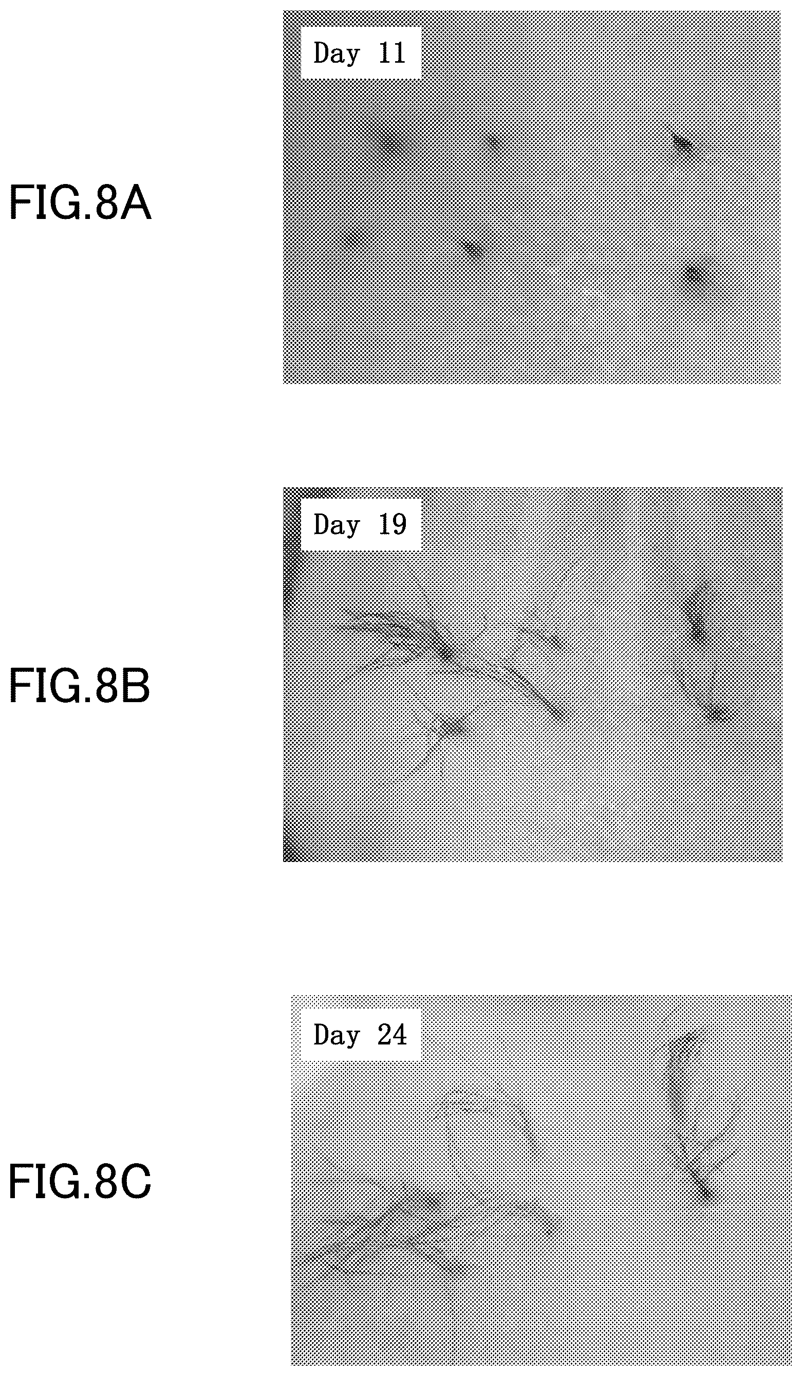 Patent US12312581 Figure 8 – Cell-containing hydrogel body and method for producing same