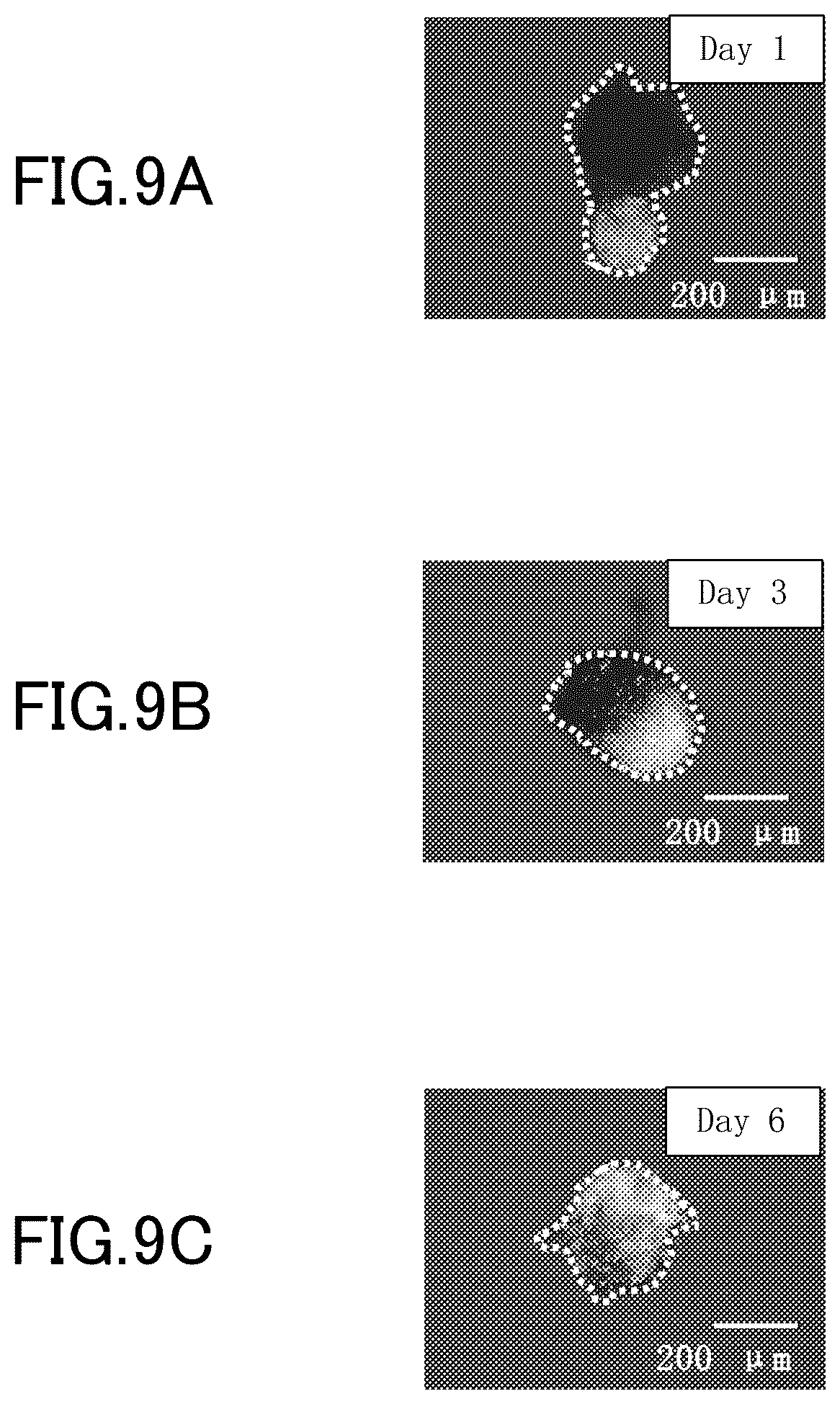 Patent US12312581 Figure 9 – Cell-containing hydrogel body and method for producing same