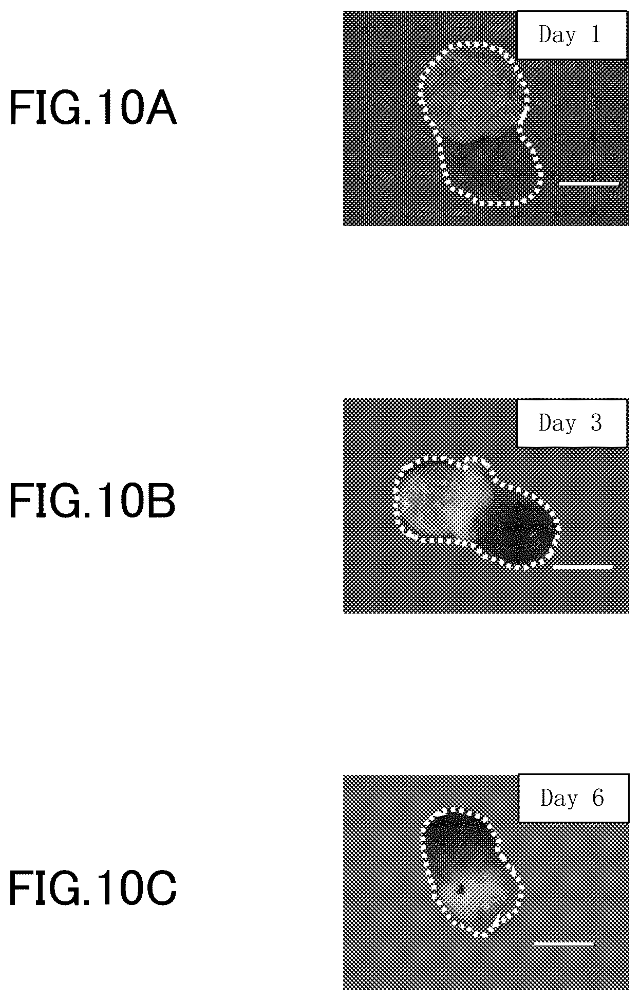 Patent US12312581 Figure 10 – Cell-containing hydrogel body and method for producing same