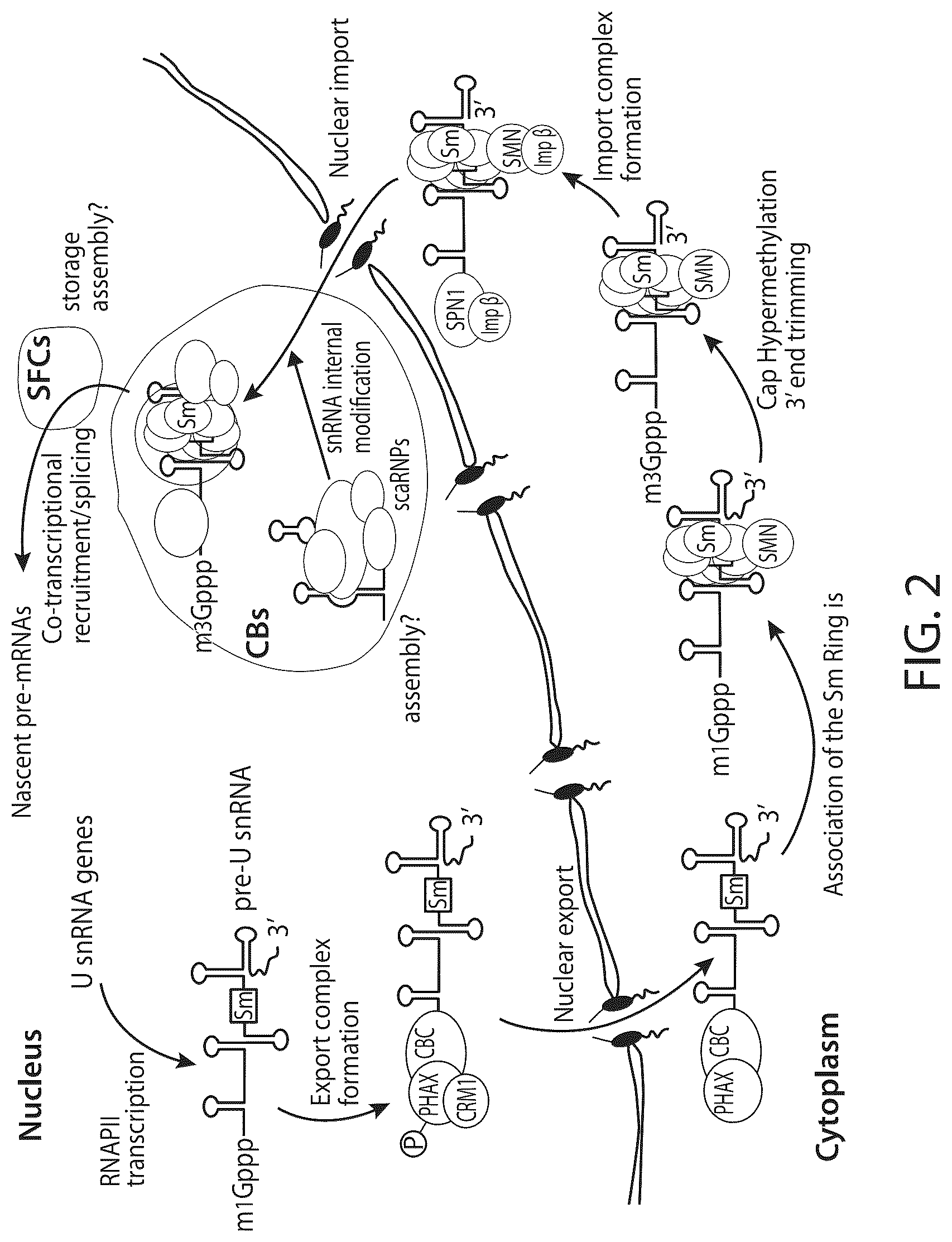 Patent US12312583 Figure 3 – MicroRNA-based logic gates and uses thereof