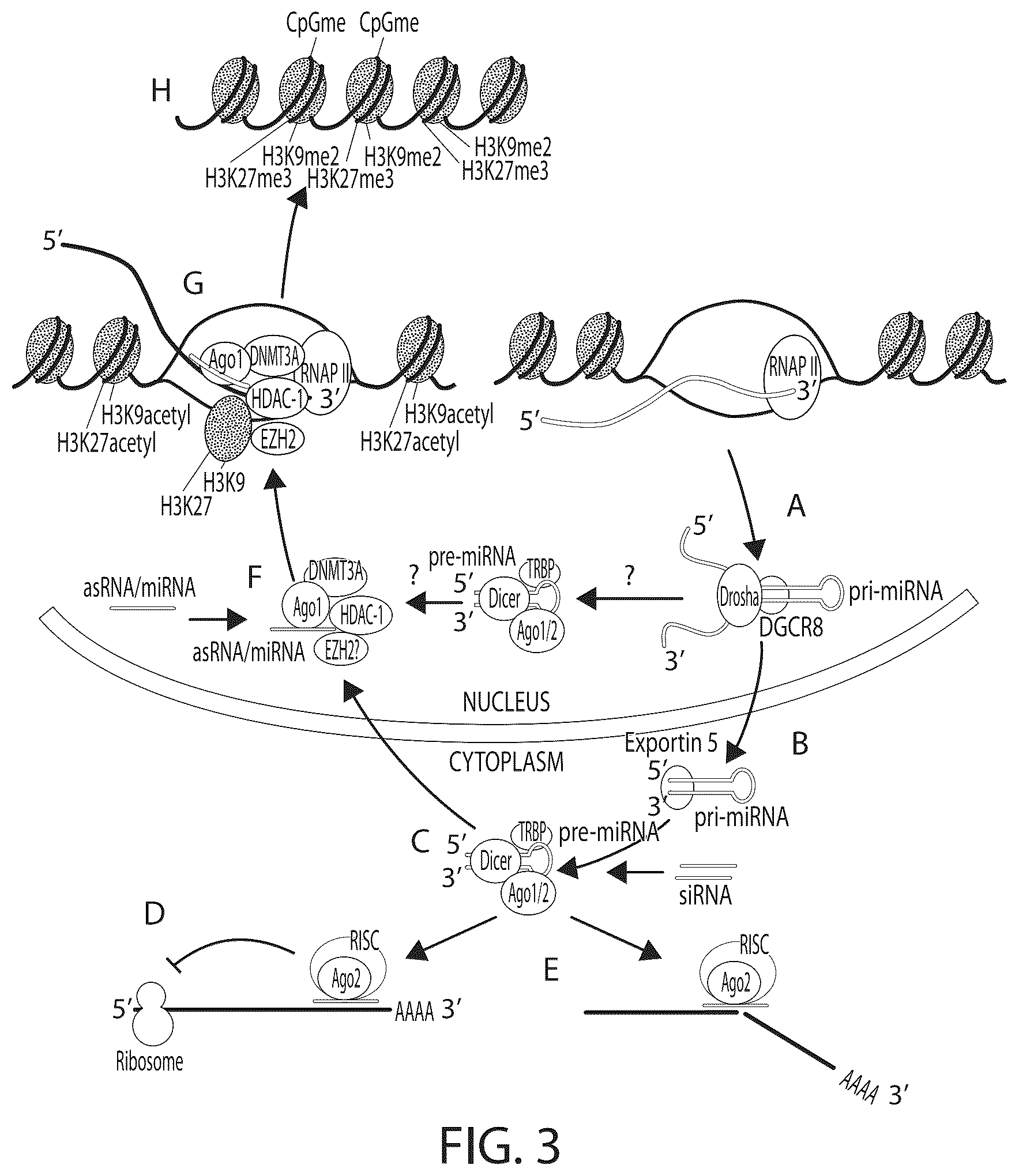 Patent US12312583 Figure 4 – MicroRNA-based logic gates and uses thereof