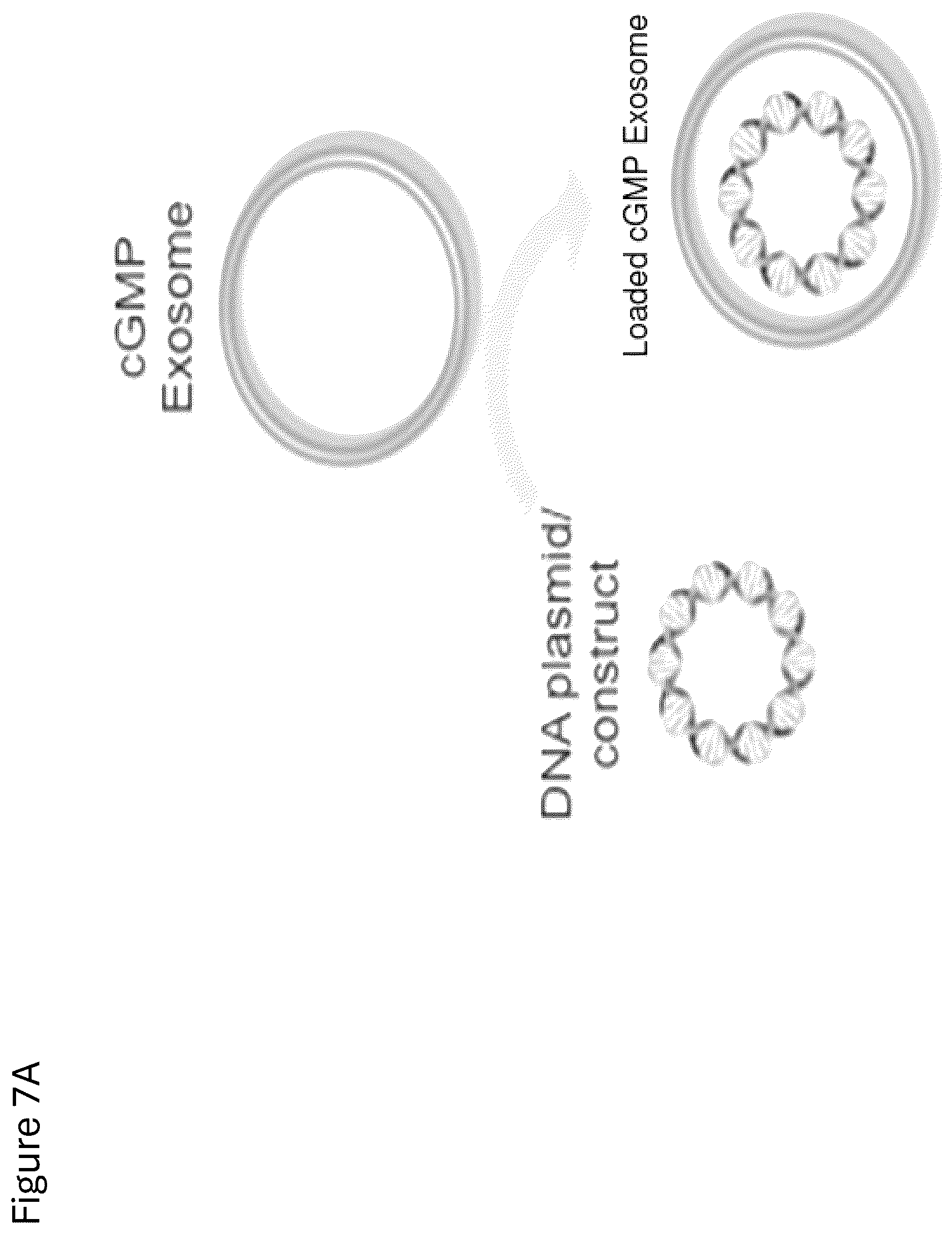 Patent US12312584 Figure 8 – cGMP exosome loaded therapeutics for treating sickle cell disease