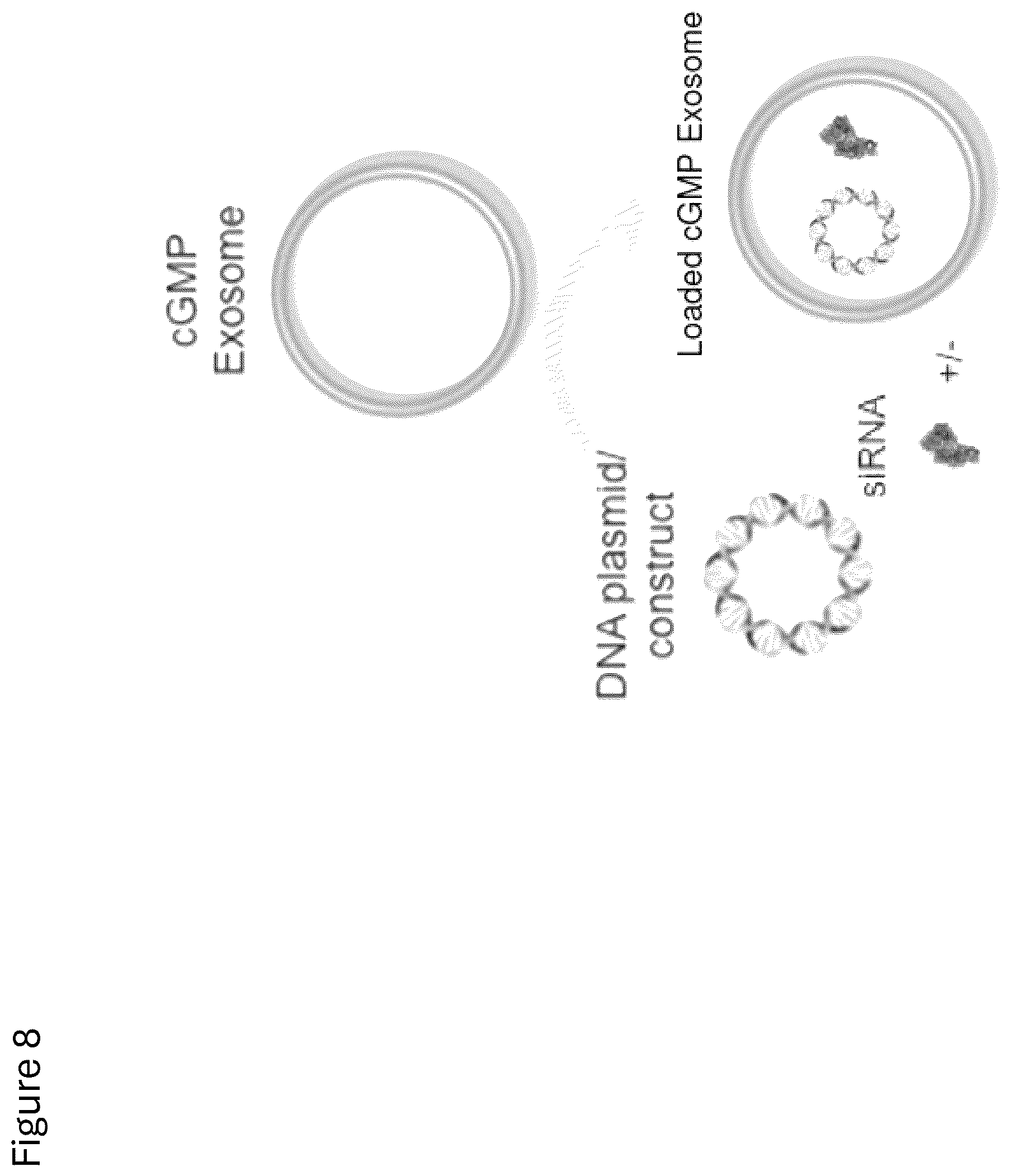 Patent US12312584 Figure 11 – cGMP exosome loaded therapeutics for treating sickle cell disease