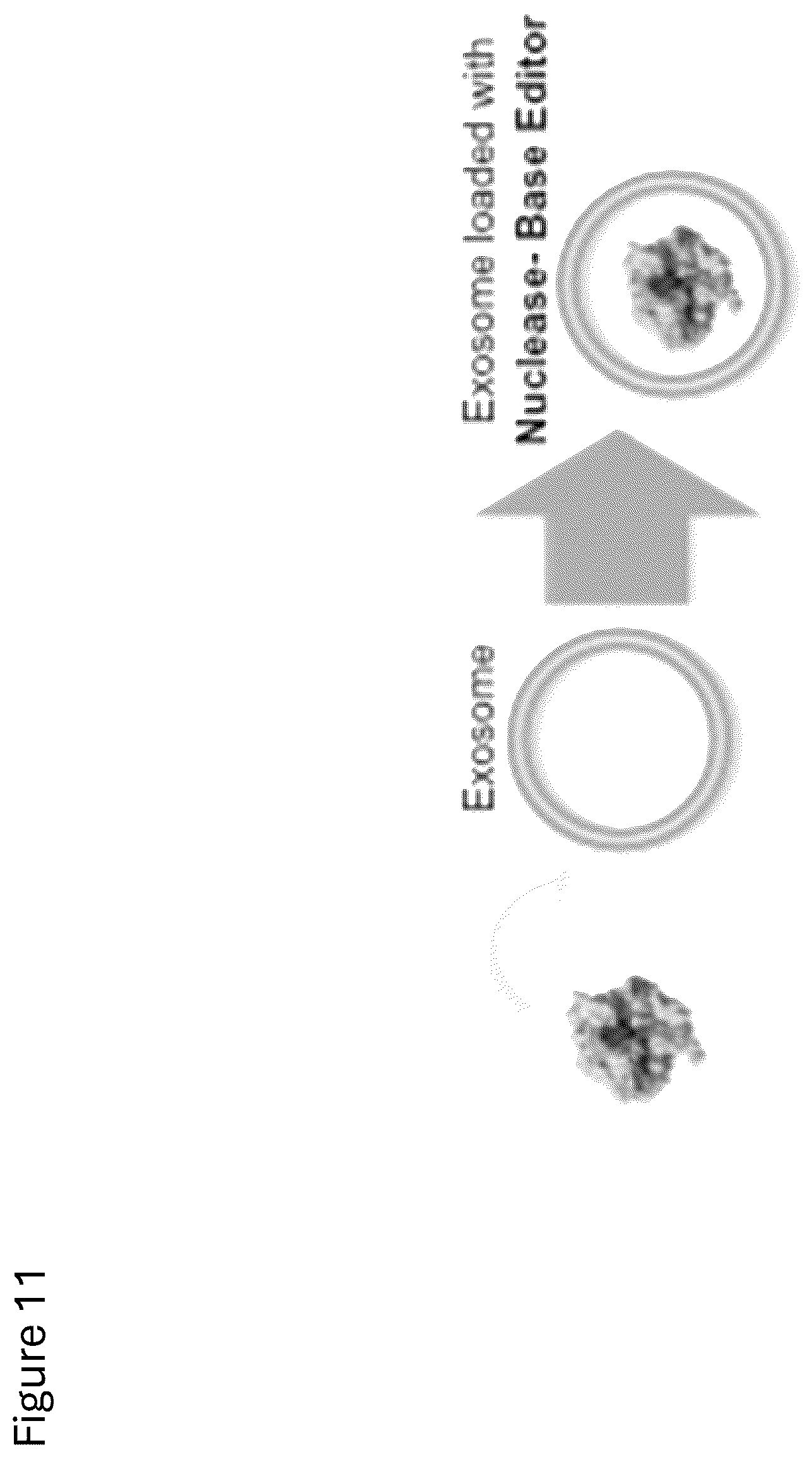 Patent US12312584 Figure 14 – cGMP exosome loaded therapeutics for treating sickle cell disease