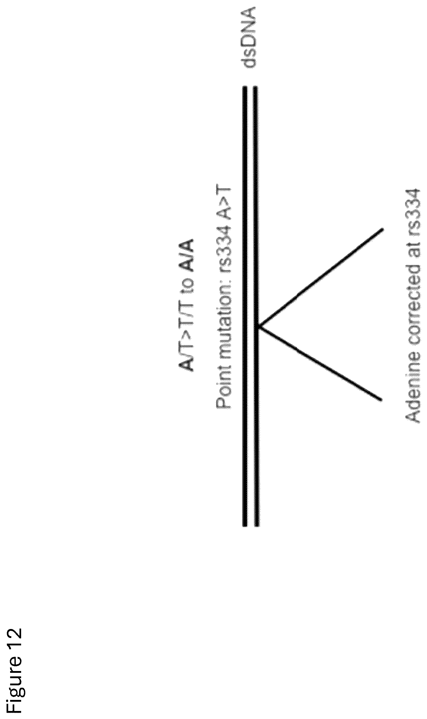 Patent US12312584 Figure 15 – cGMP exosome loaded therapeutics for treating sickle cell disease