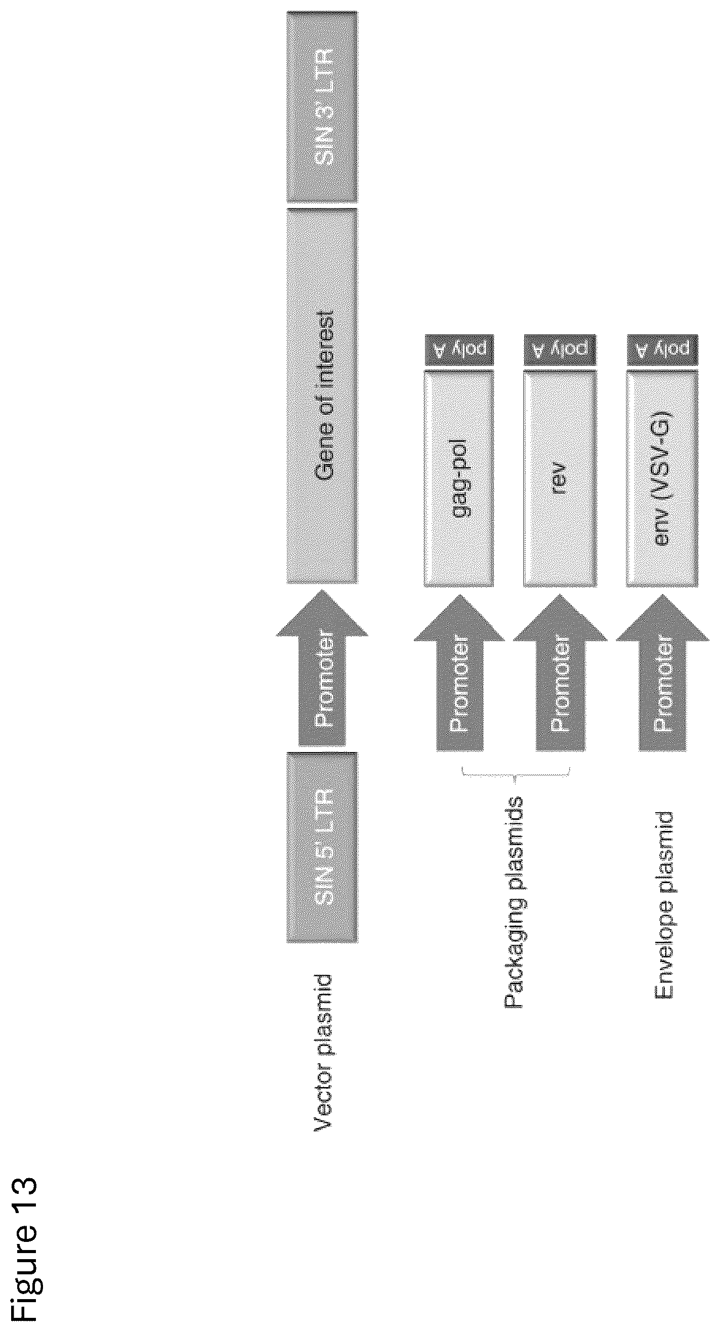 Patent US12312584 Figure 16 – cGMP exosome loaded therapeutics for treating sickle cell disease