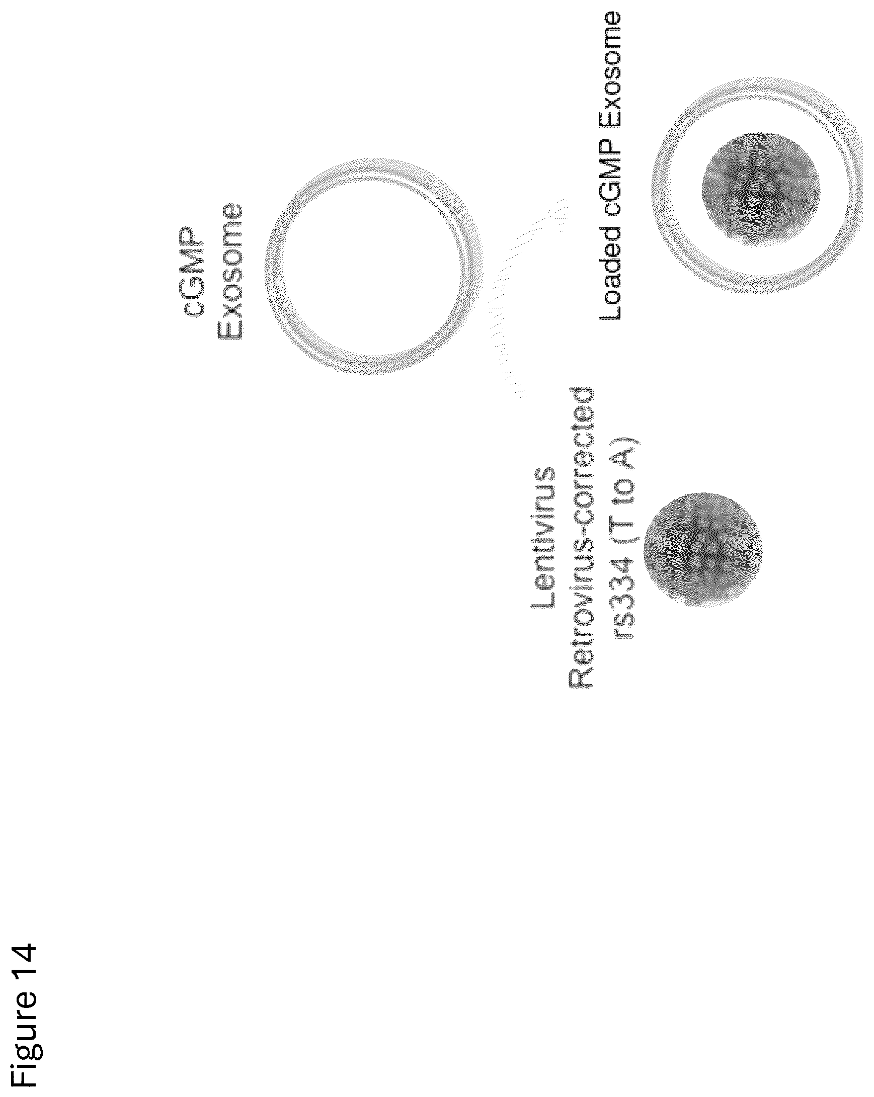 Patent US12312584 Figure 17 – cGMP exosome loaded therapeutics for treating sickle cell disease