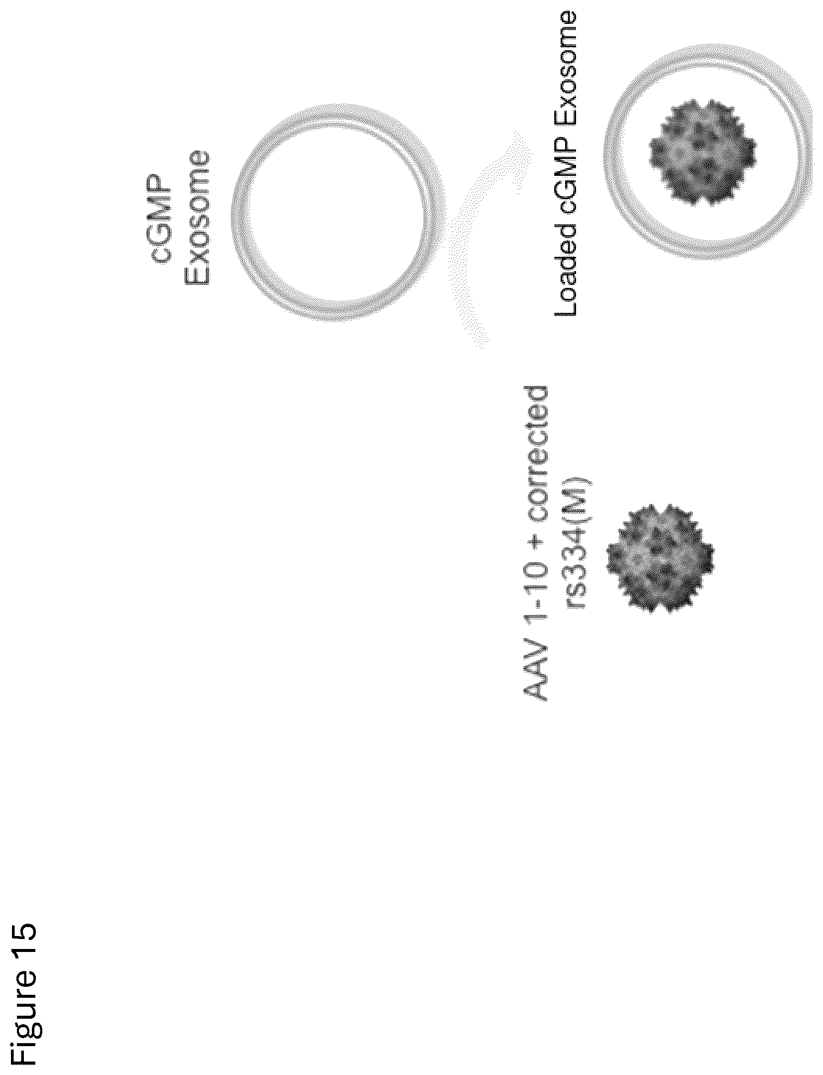 Patent US12312584 Figure 18 – cGMP exosome loaded therapeutics for treating sickle cell disease