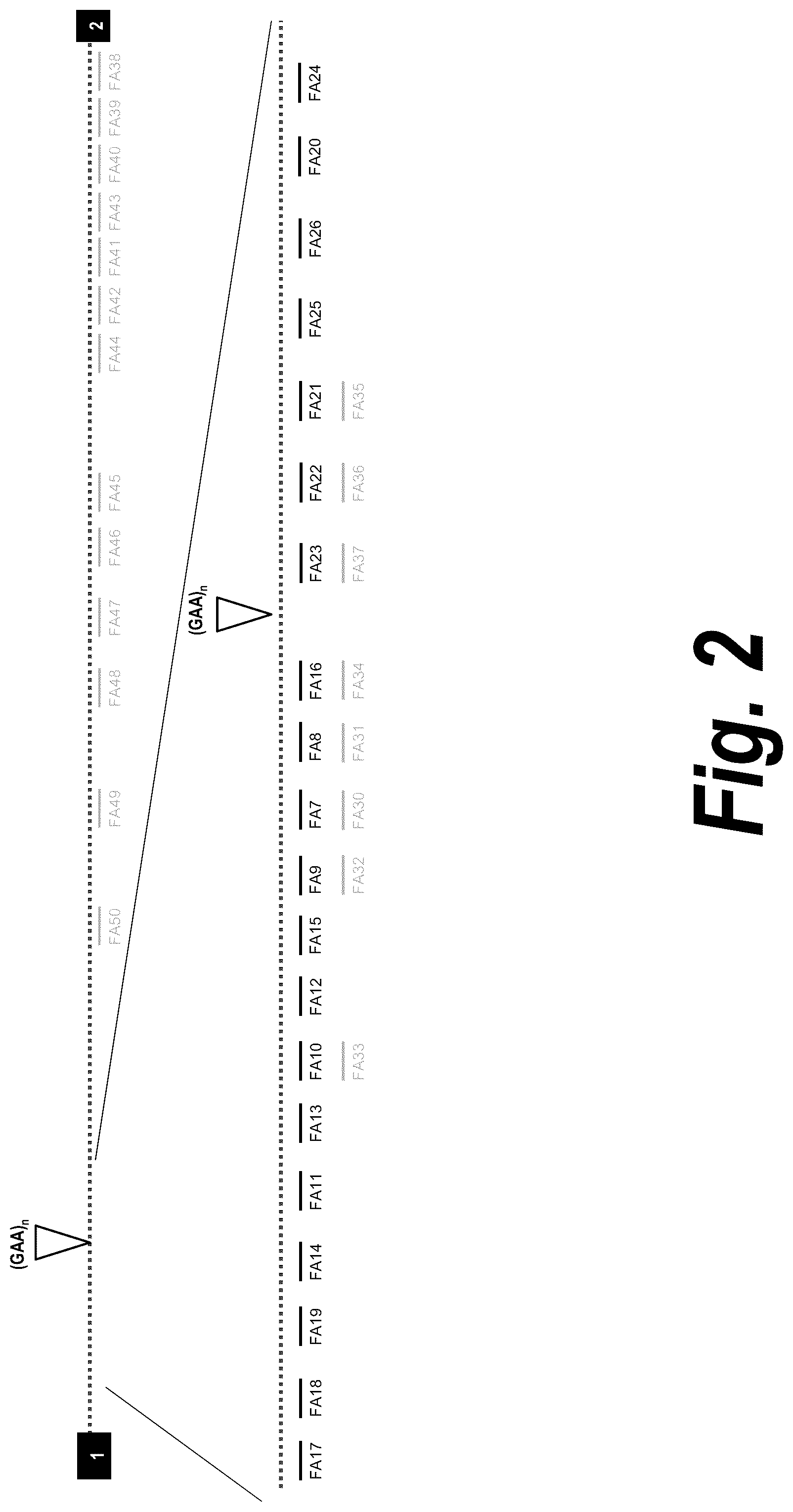 Patent US12312585 Figure 2 – Oligonucleotides targeting frataxin and related methods