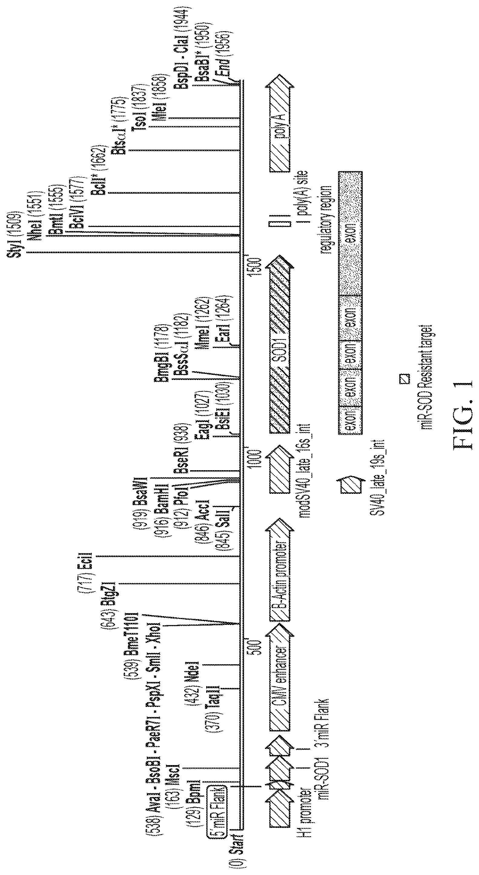 Patent US12312587 Figure 1 – SOD1 dual expression vectors and uses thereof