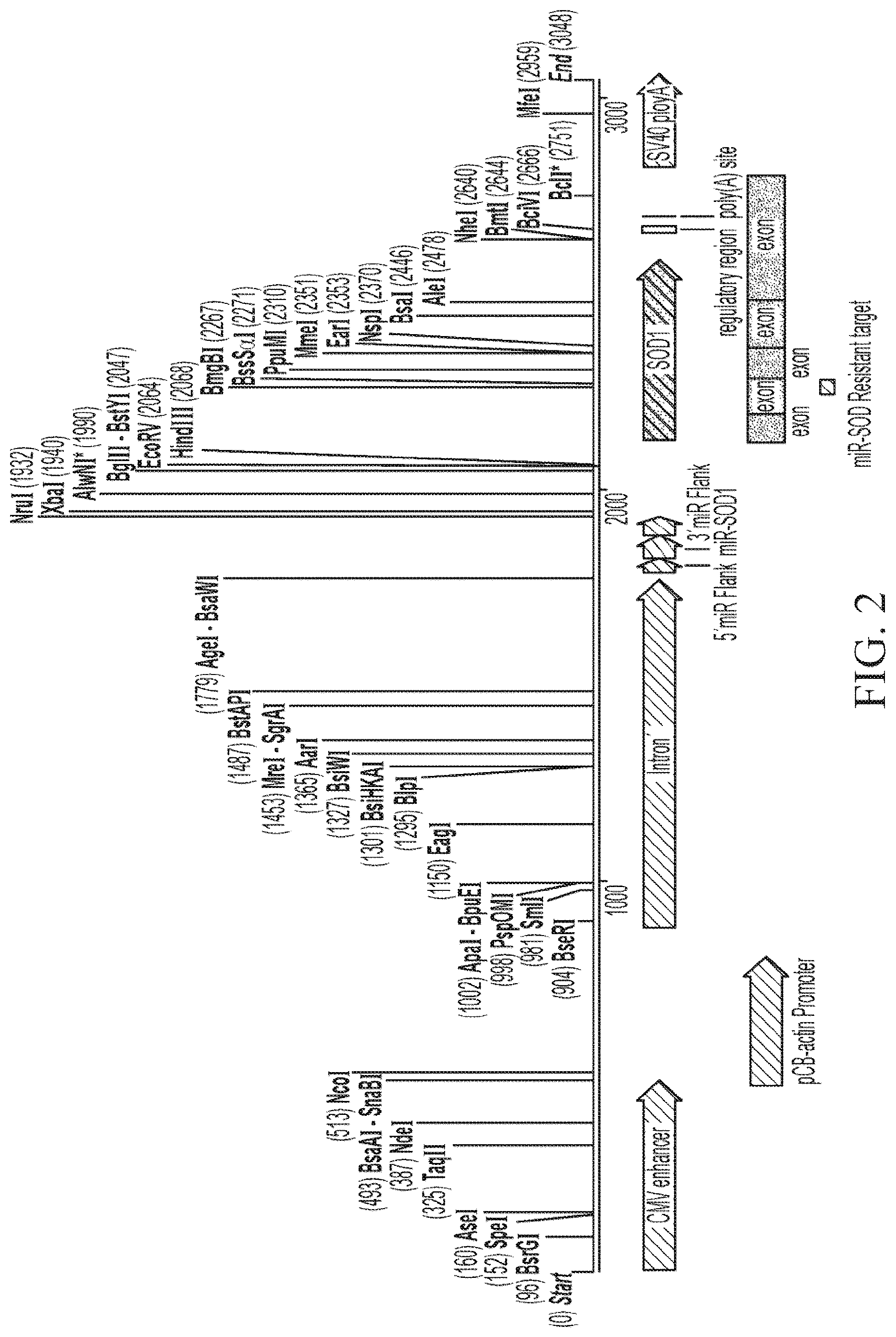Patent US12312587 Figure 2 – SOD1 dual expression vectors and uses thereof