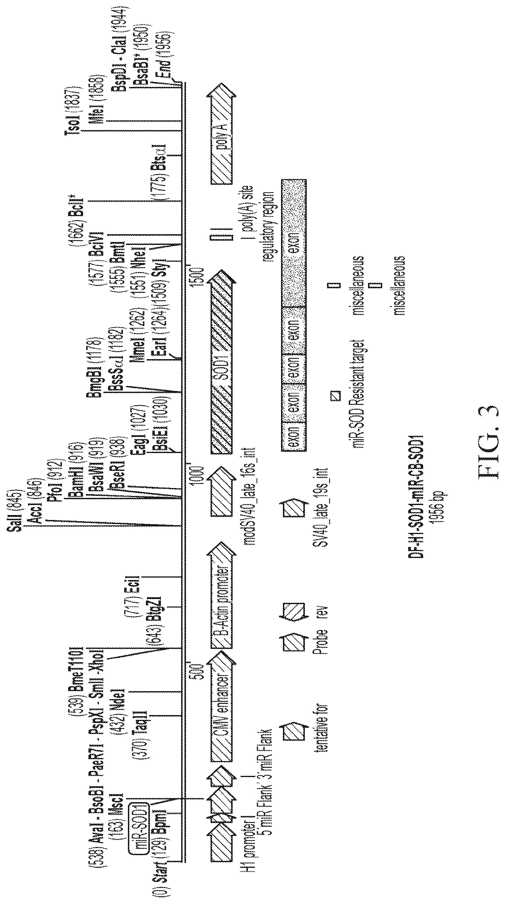 Patent US12312587 Figure 3 – SOD1 dual expression vectors and uses thereof