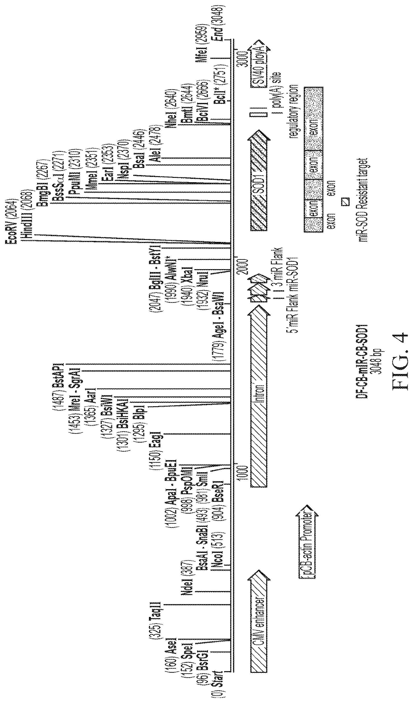 Patent US12312587 Figure 4 – SOD1 dual expression vectors and uses thereof