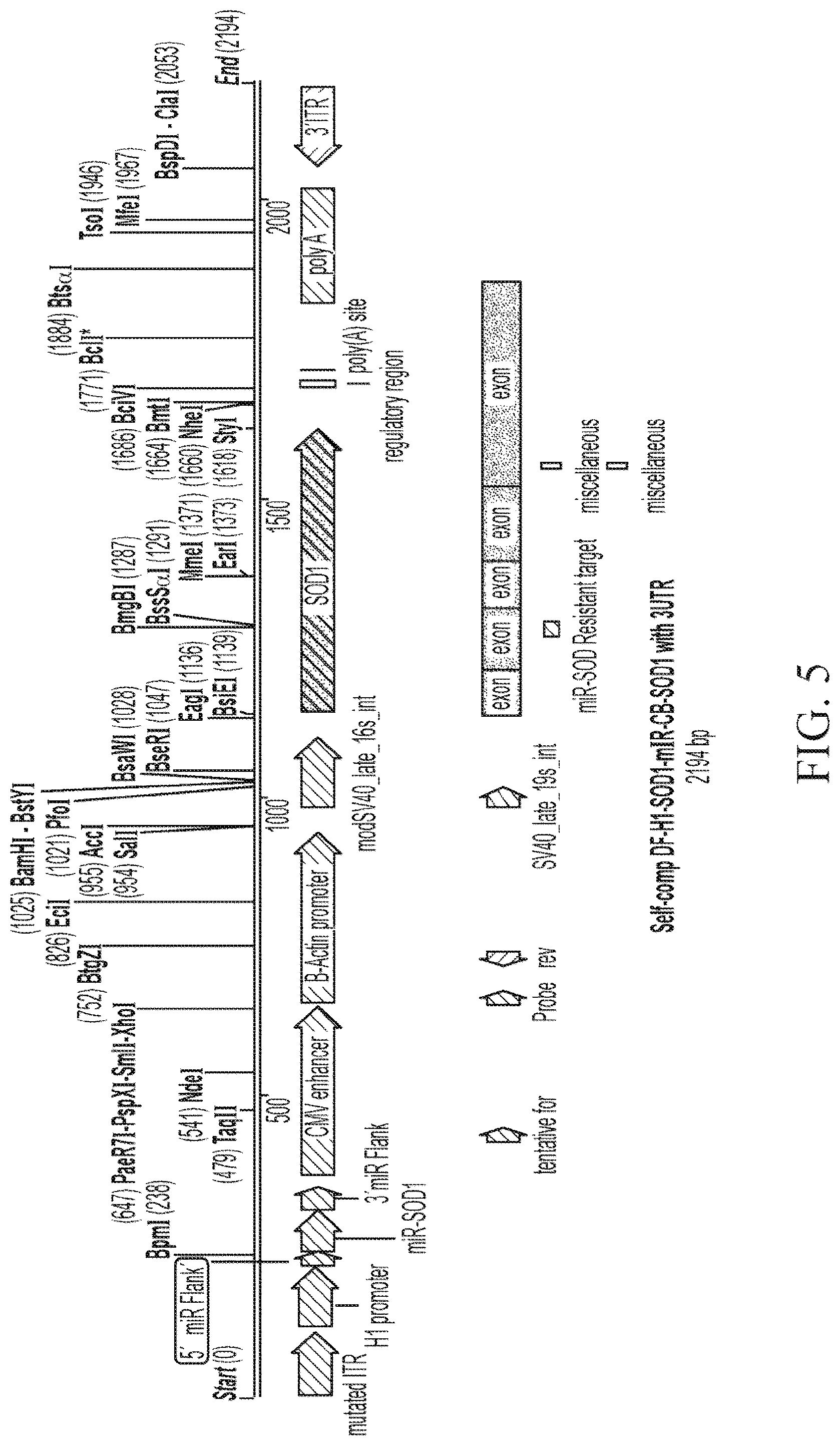 Patent US12312587 Figure 5 – SOD1 dual expression vectors and uses thereof