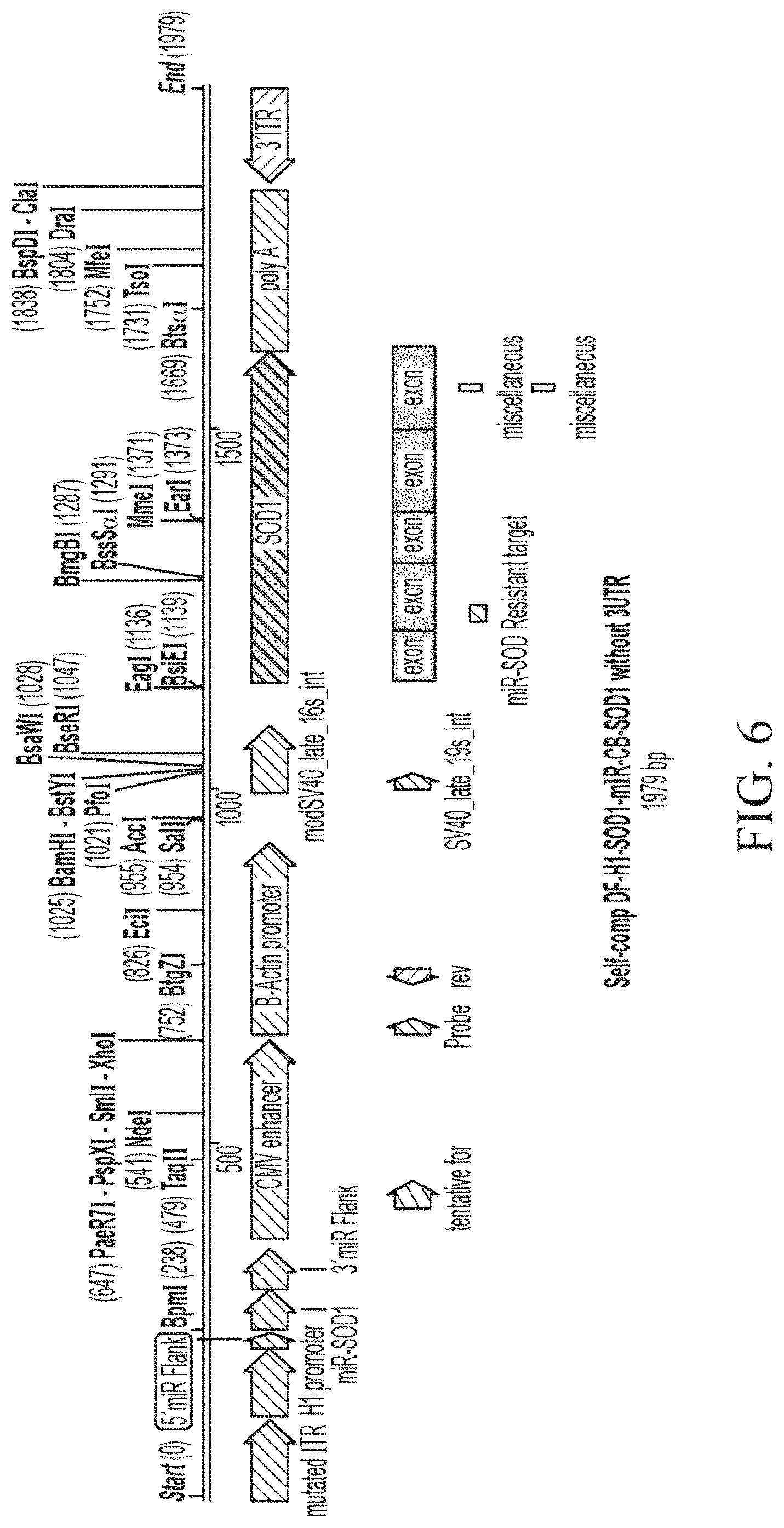 Patent US12312587 Figure 6 – SOD1 dual expression vectors and uses thereof