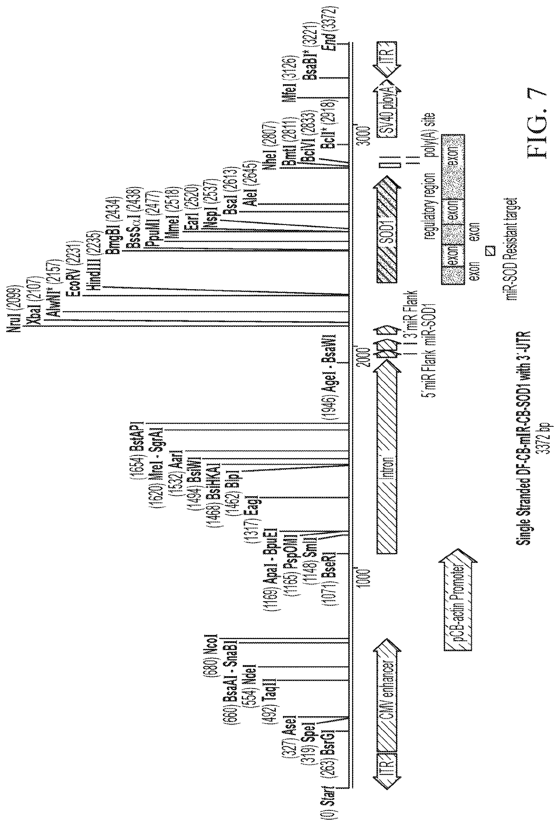 Patent US12312587 Figure 7 – SOD1 dual expression vectors and uses thereof