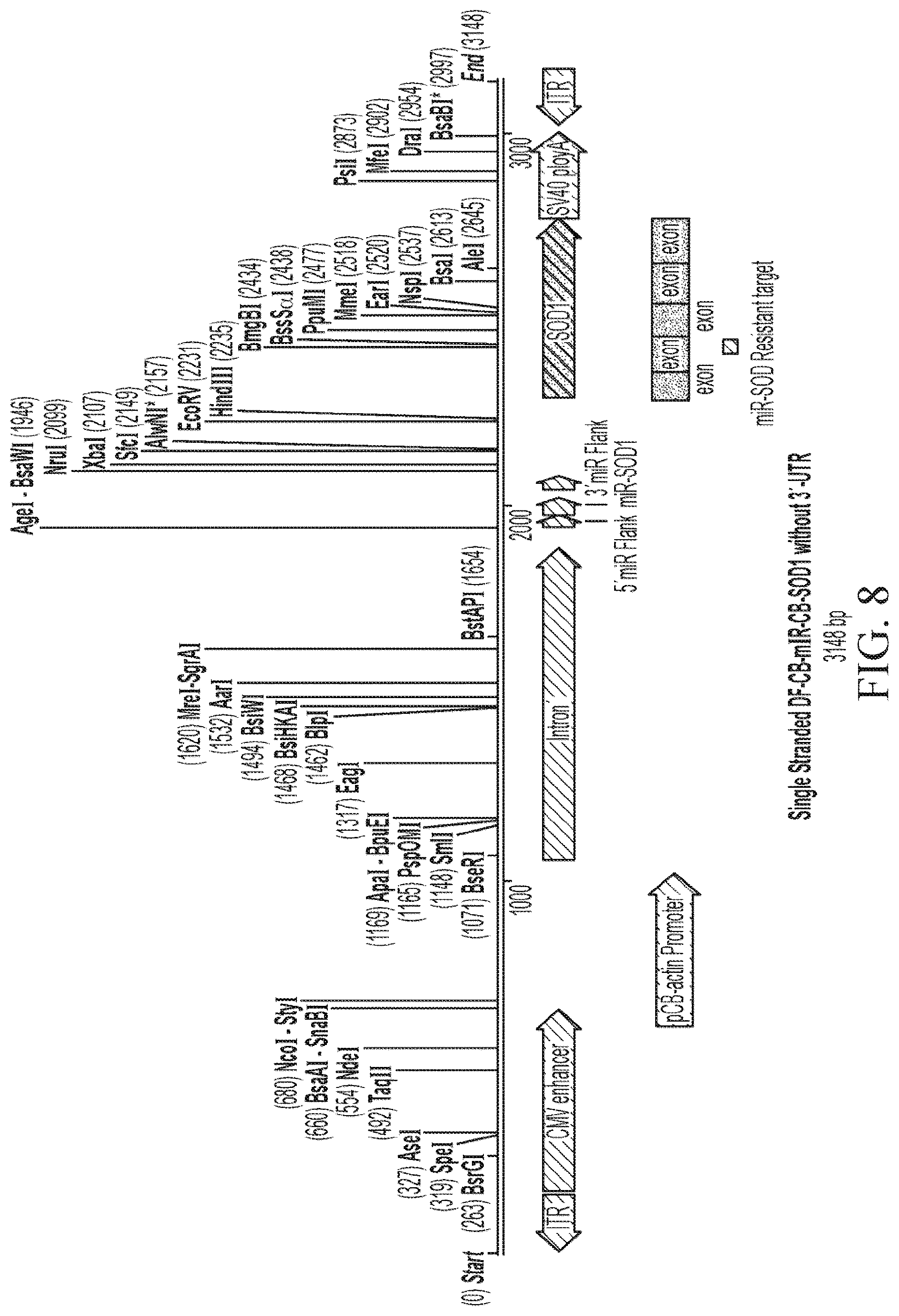 Patent US12312587 Figure 8 – SOD1 dual expression vectors and uses thereof