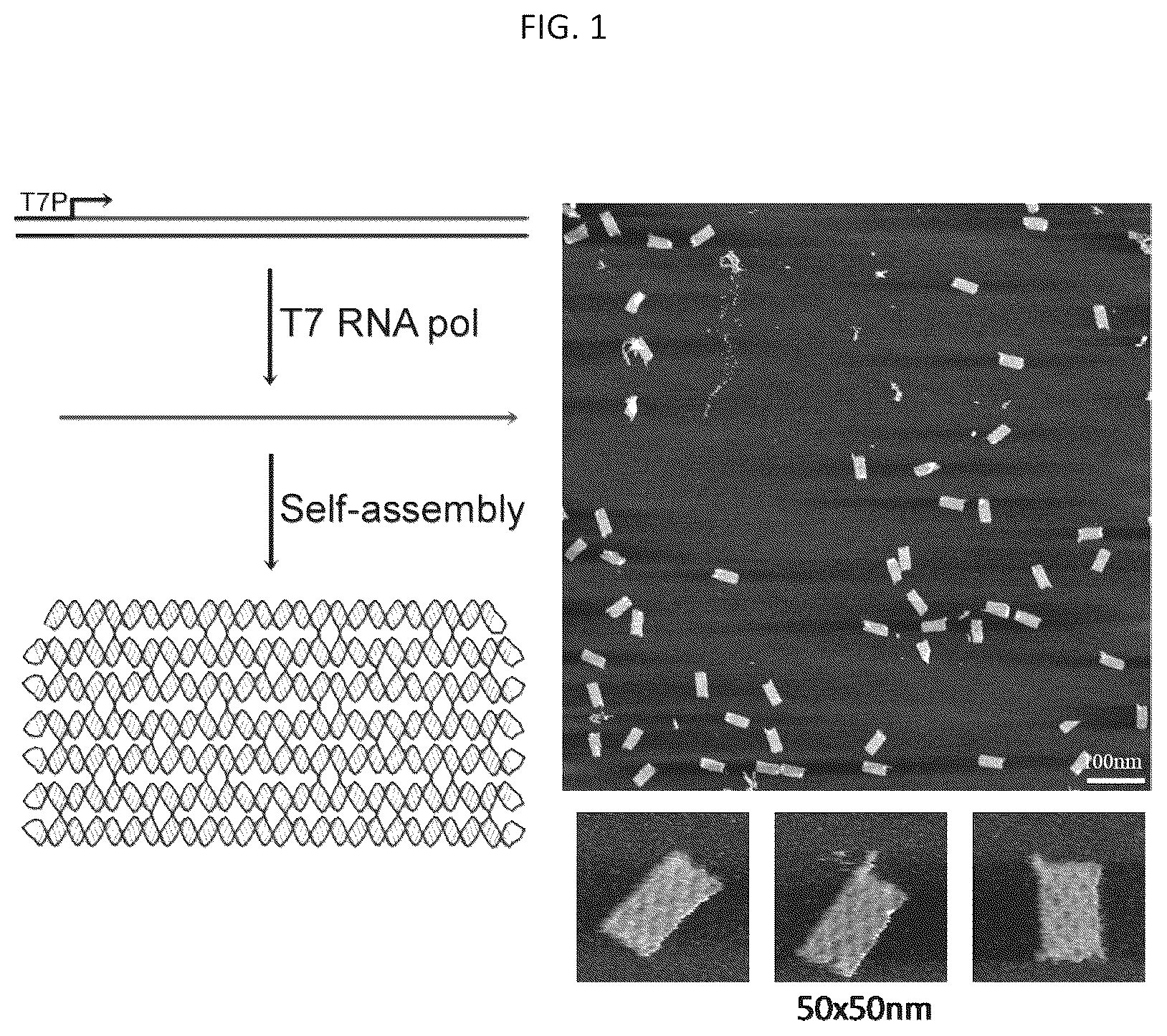 Patent US12312589 Figure 1 – RNA-nanostructured double robots and methods of use thereof
