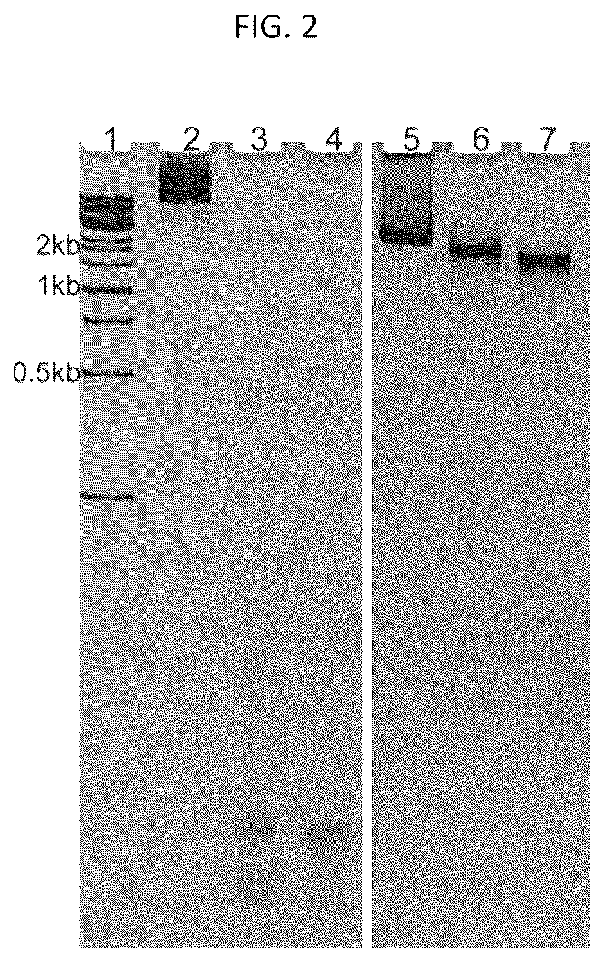 Patent US12312589 Figure 2 – RNA-nanostructured double robots and methods of use thereof