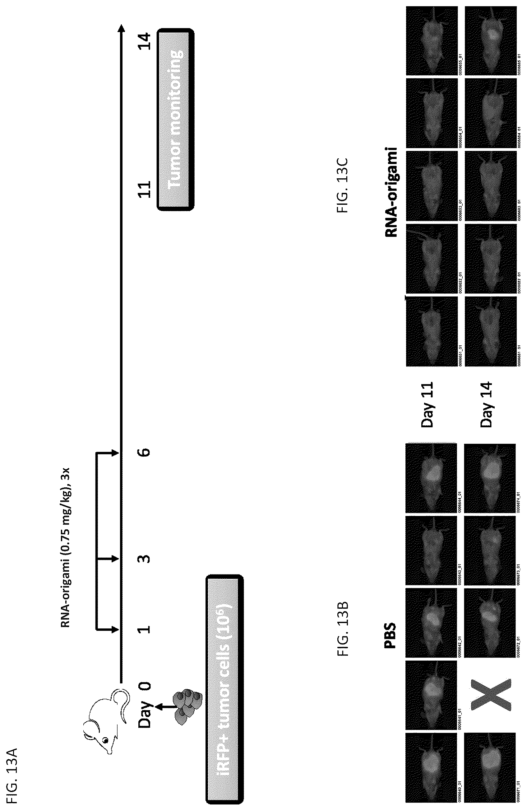 Patent US12312589 Figure 11 – RNA-nanostructured double robots and methods of use thereof