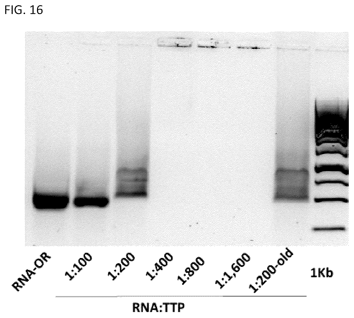 Patent US12312589 Figure 14 – RNA-nanostructured double robots and methods of use thereof