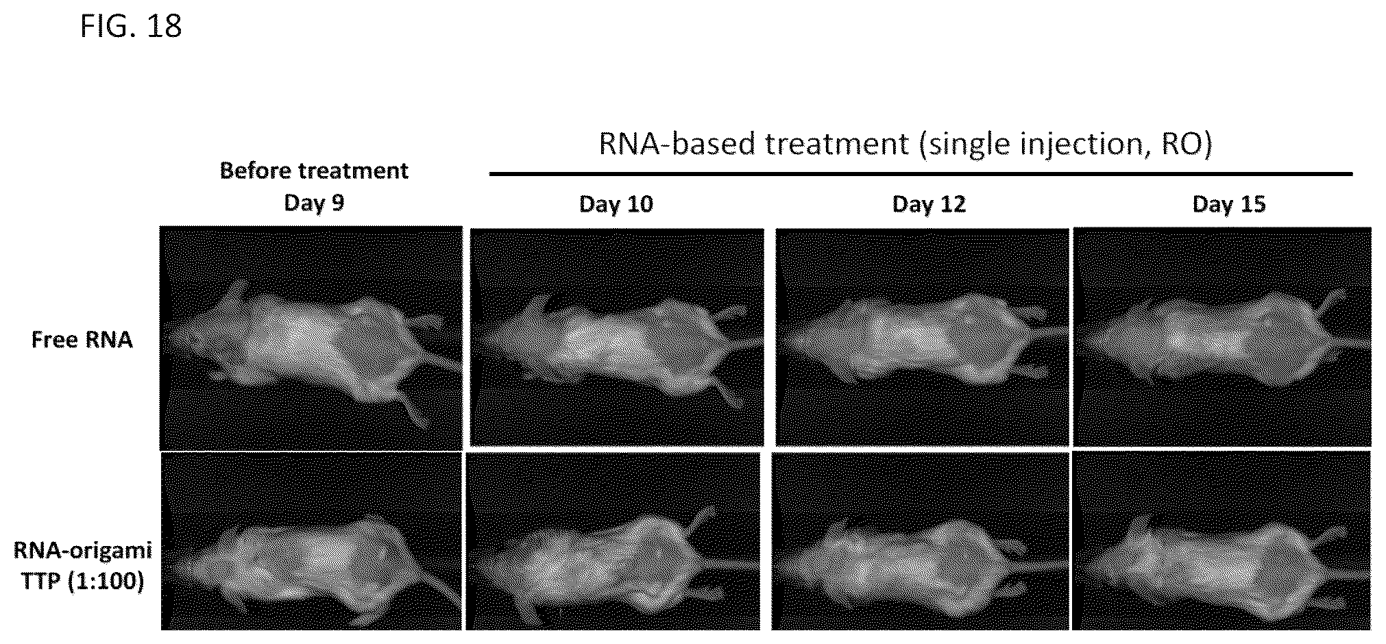 Patent US12312589 Figure 19 – RNA-nanostructured double robots and methods of use thereof