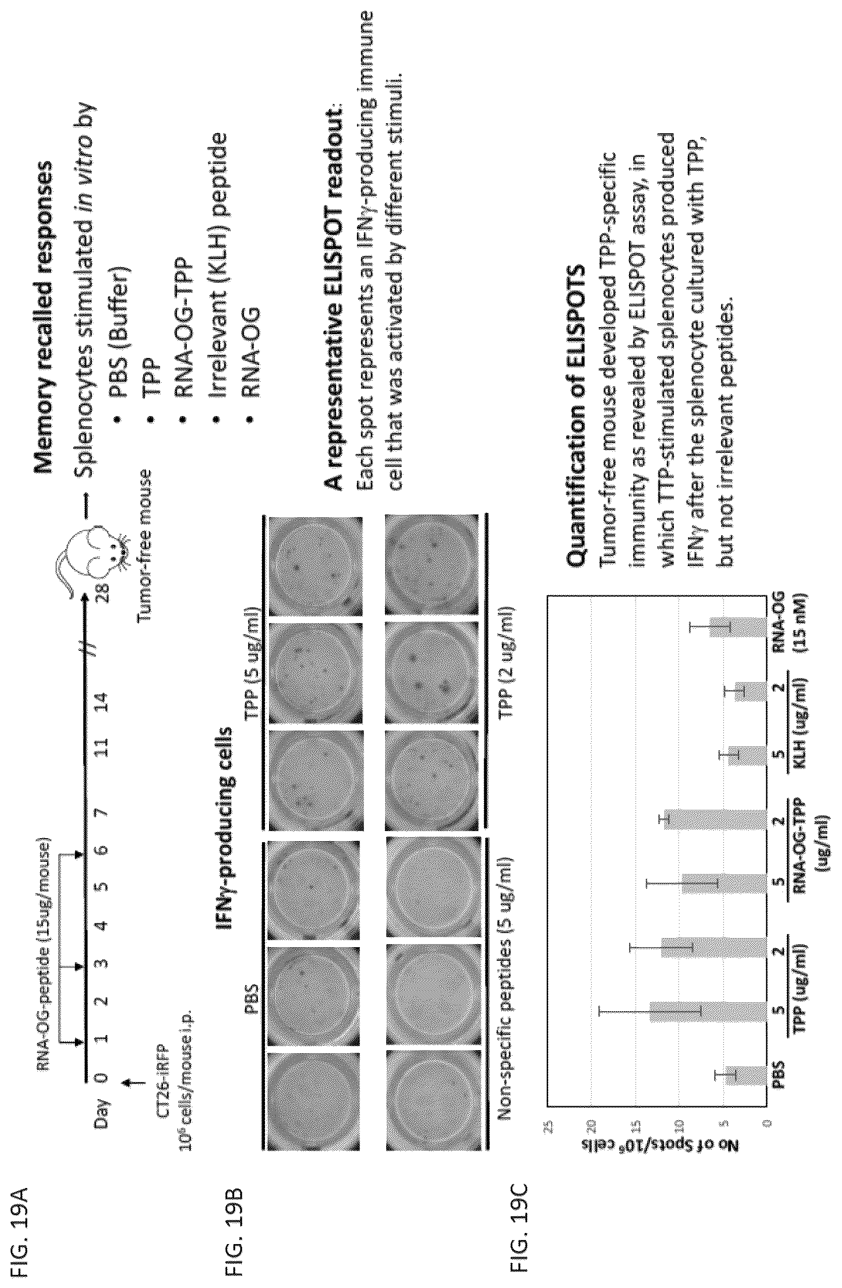 Patent US12312589 Figure 20 – RNA-nanostructured double robots and methods of use thereof