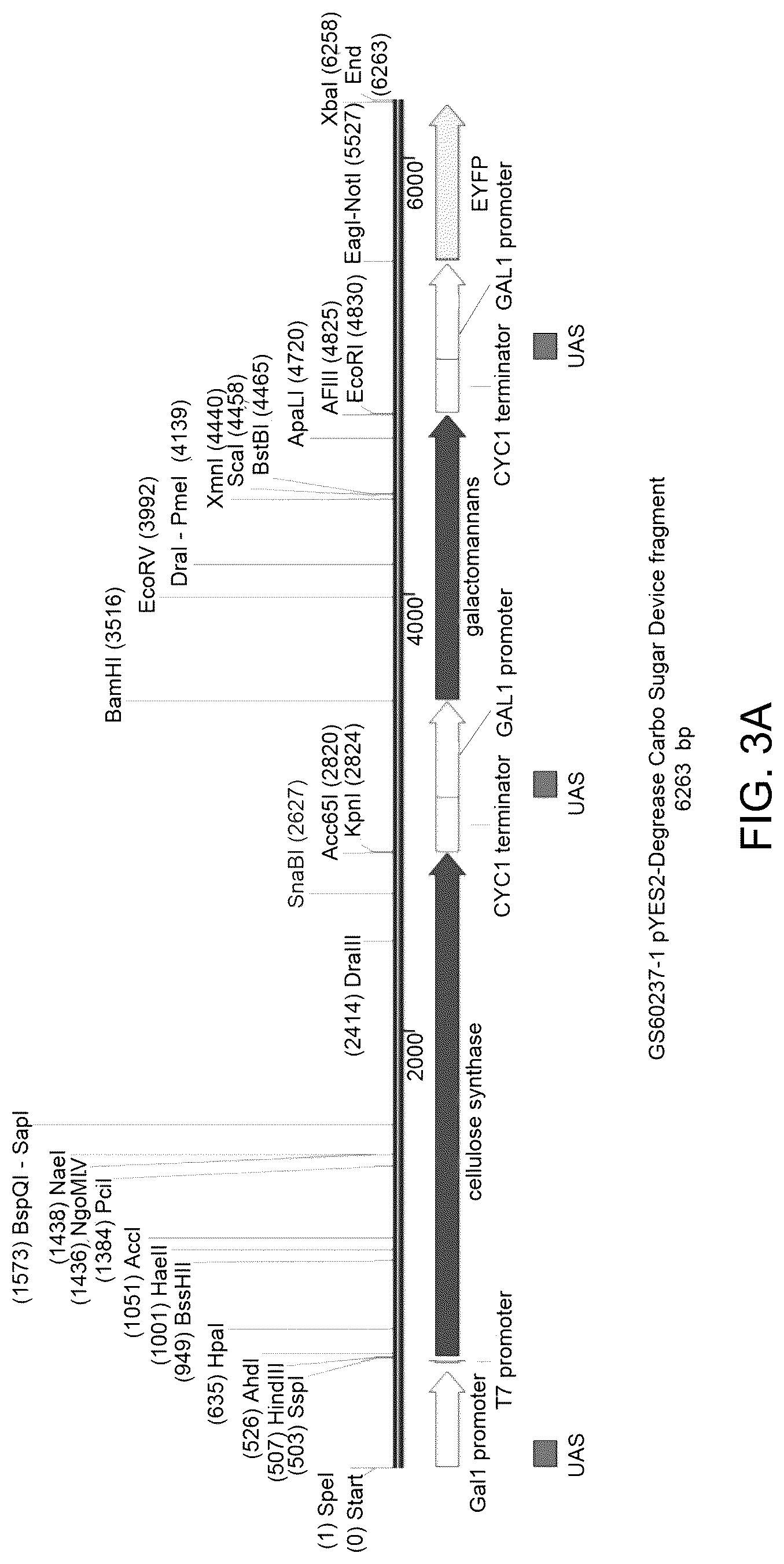 Patent US12312590 Figure 3 – Methods for producing carbo sugars and applications thereof